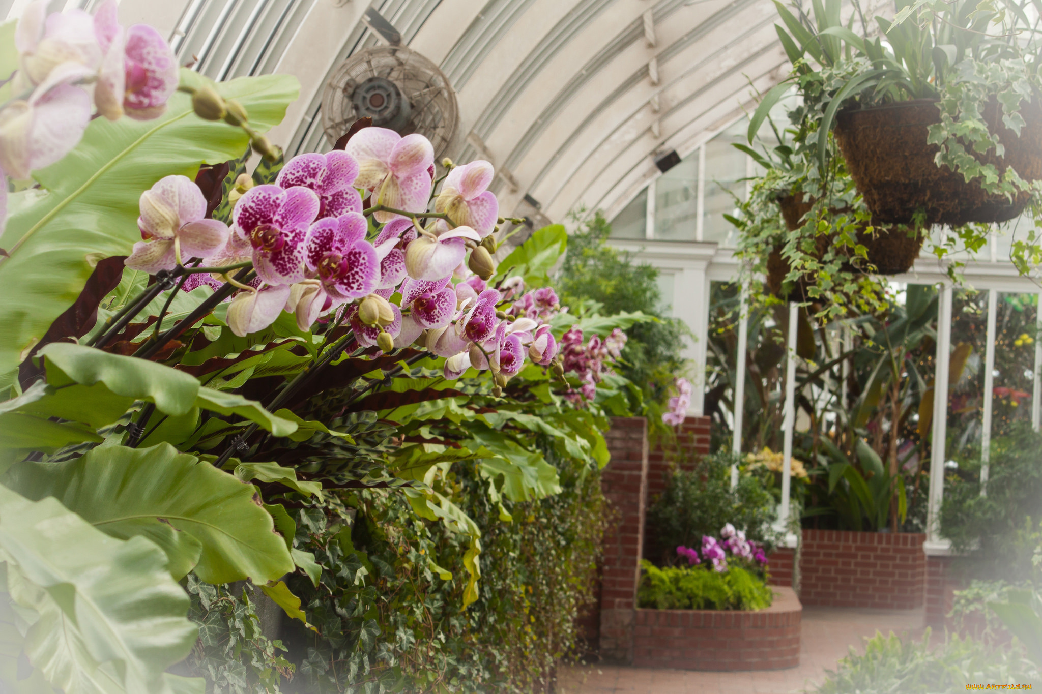 цветы, орхидеи