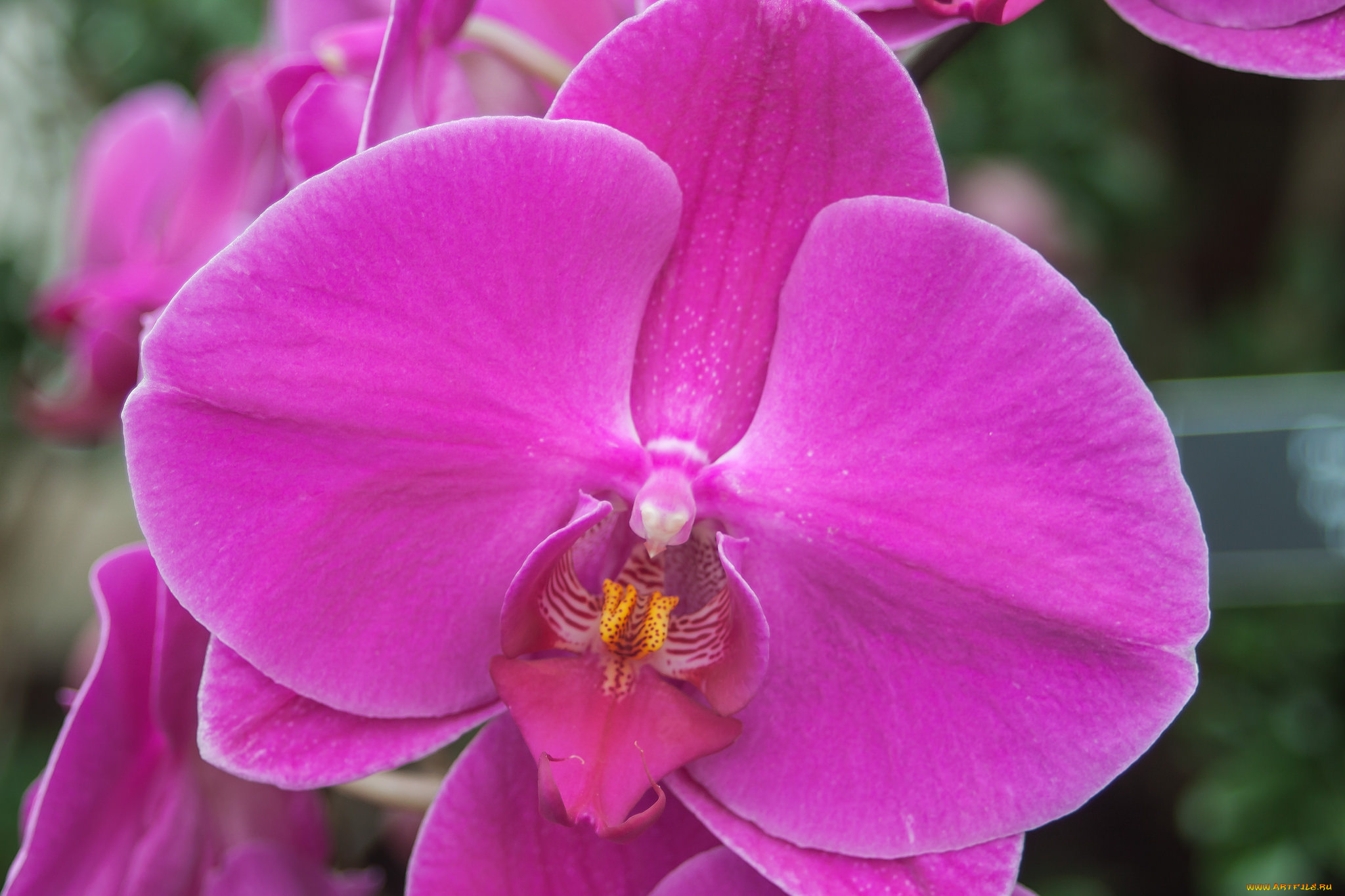 цветы, орхидеи, фалинопсис, цветок