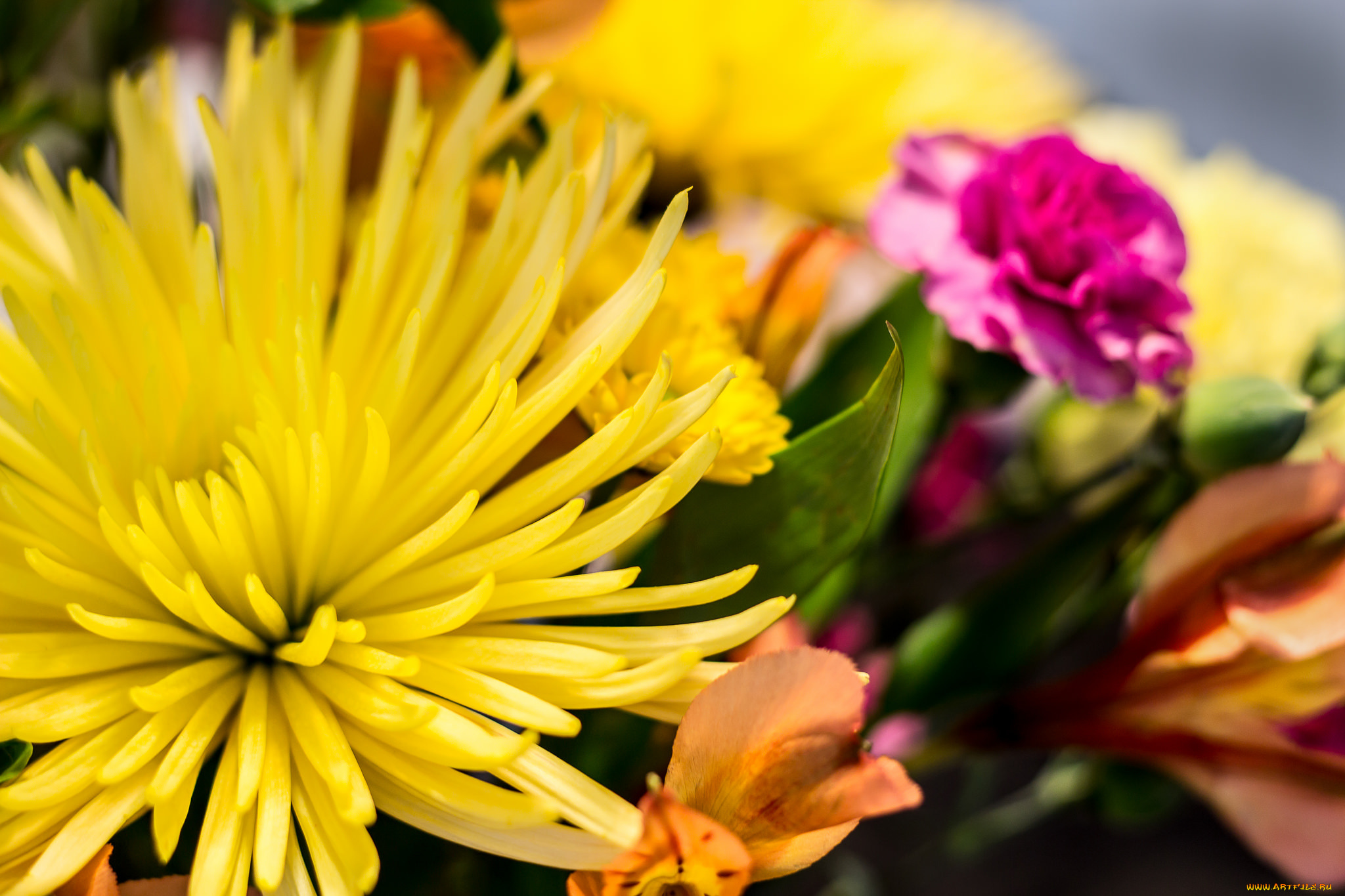 цветы, разные, вместе, вмести, разные