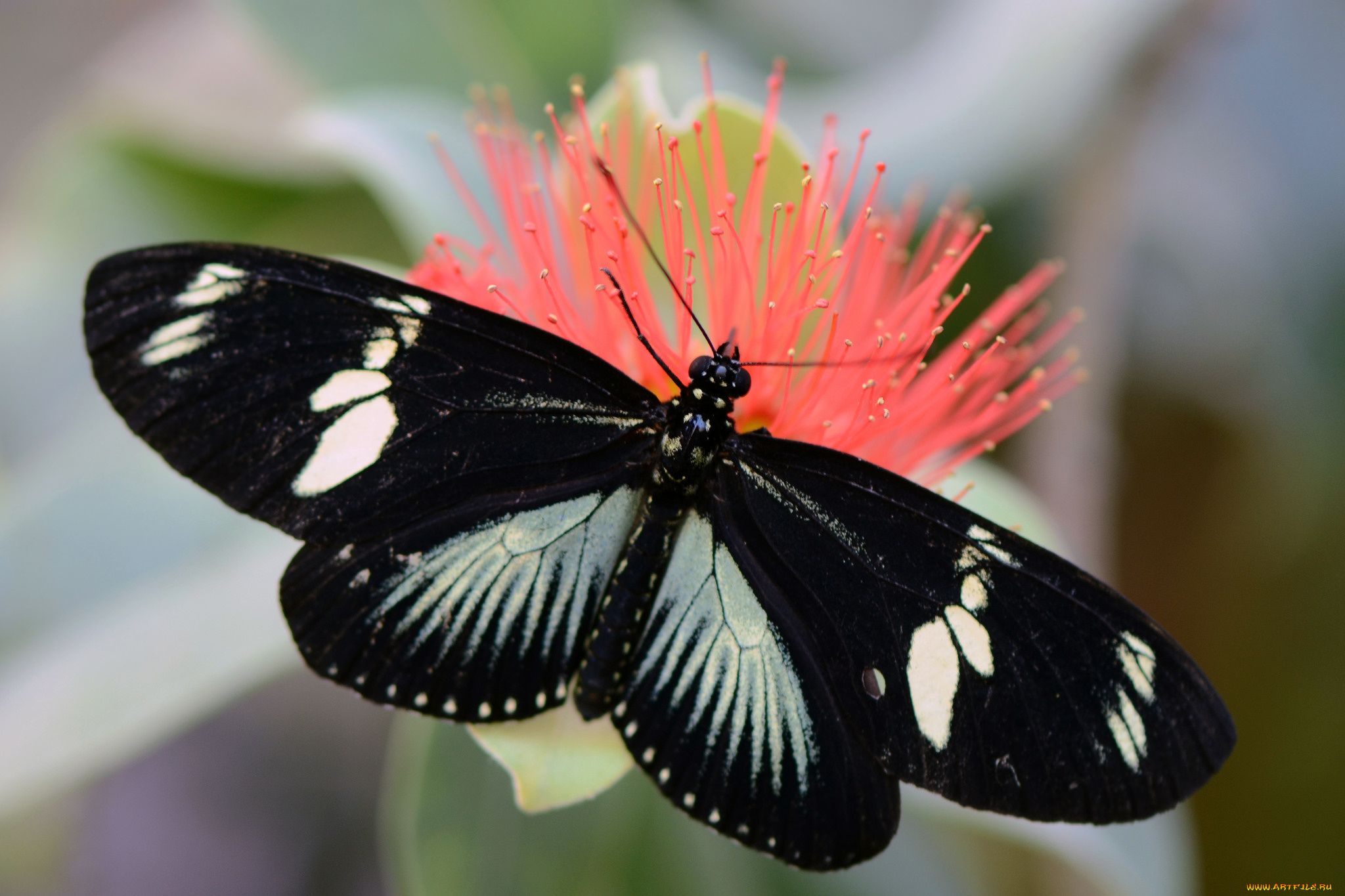 животные, бабочки, цветок, бабочка