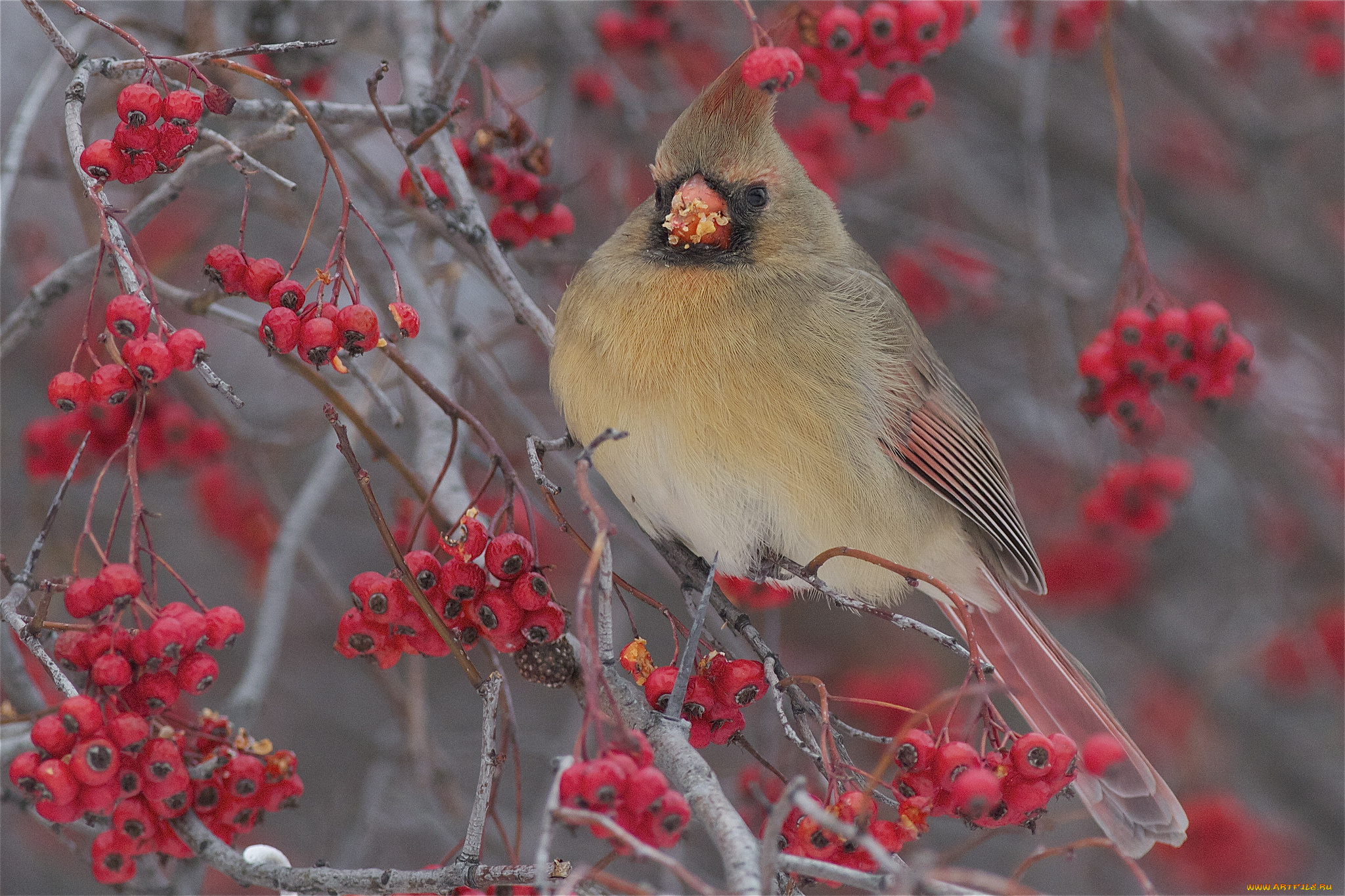 животные, кардиналы, птица