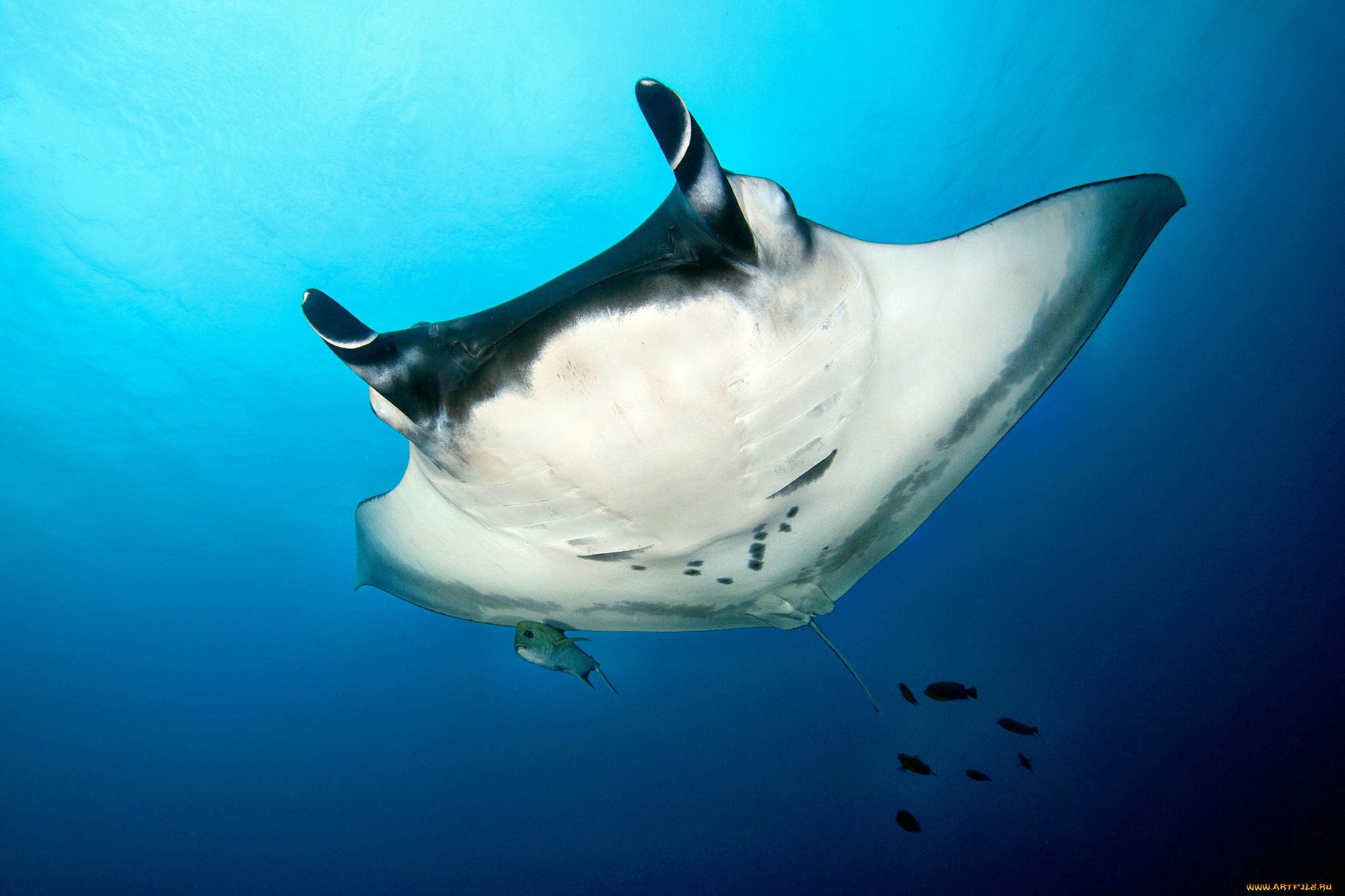 животные, морская, фауна, океан, пучина, скат, манта