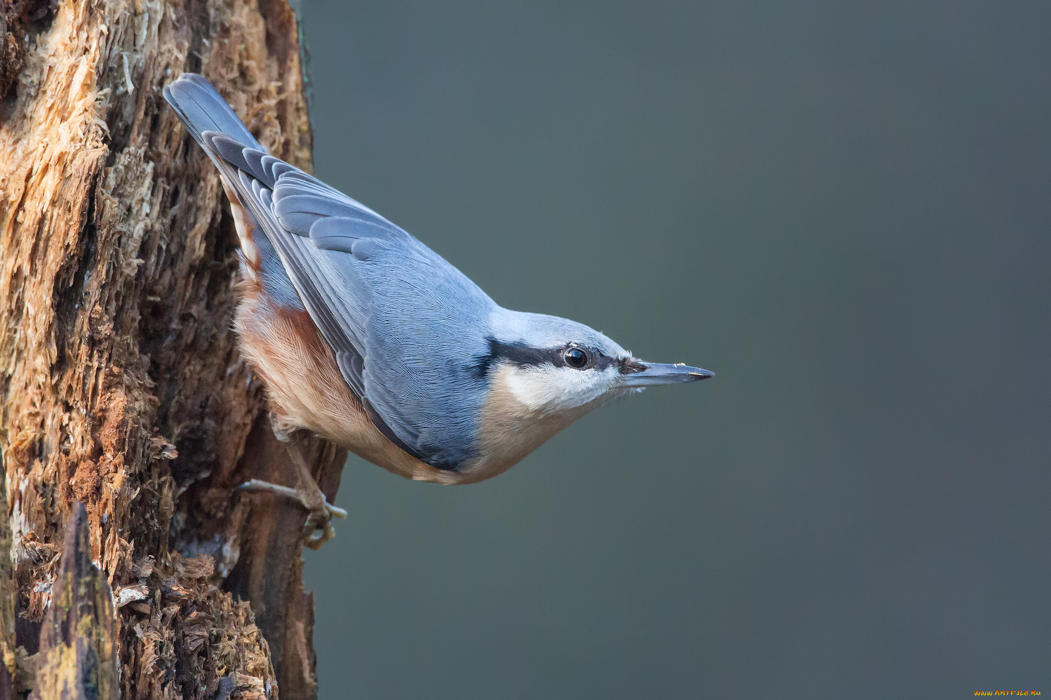 животные, поползни, дерево, поползень