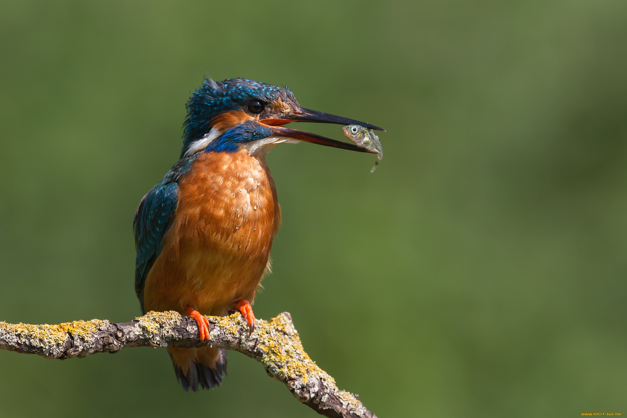 животные, зимородки, сучок, птичка, добыча