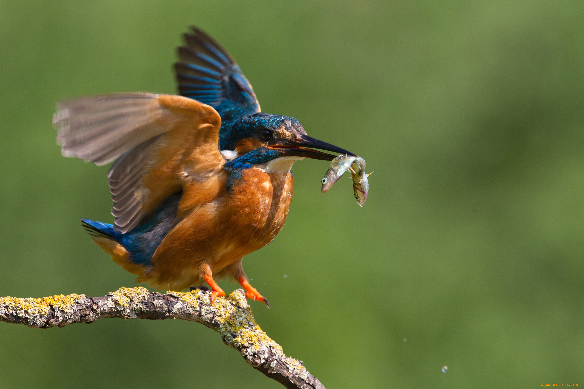животные, зимородки, сучок, птичка, добыча