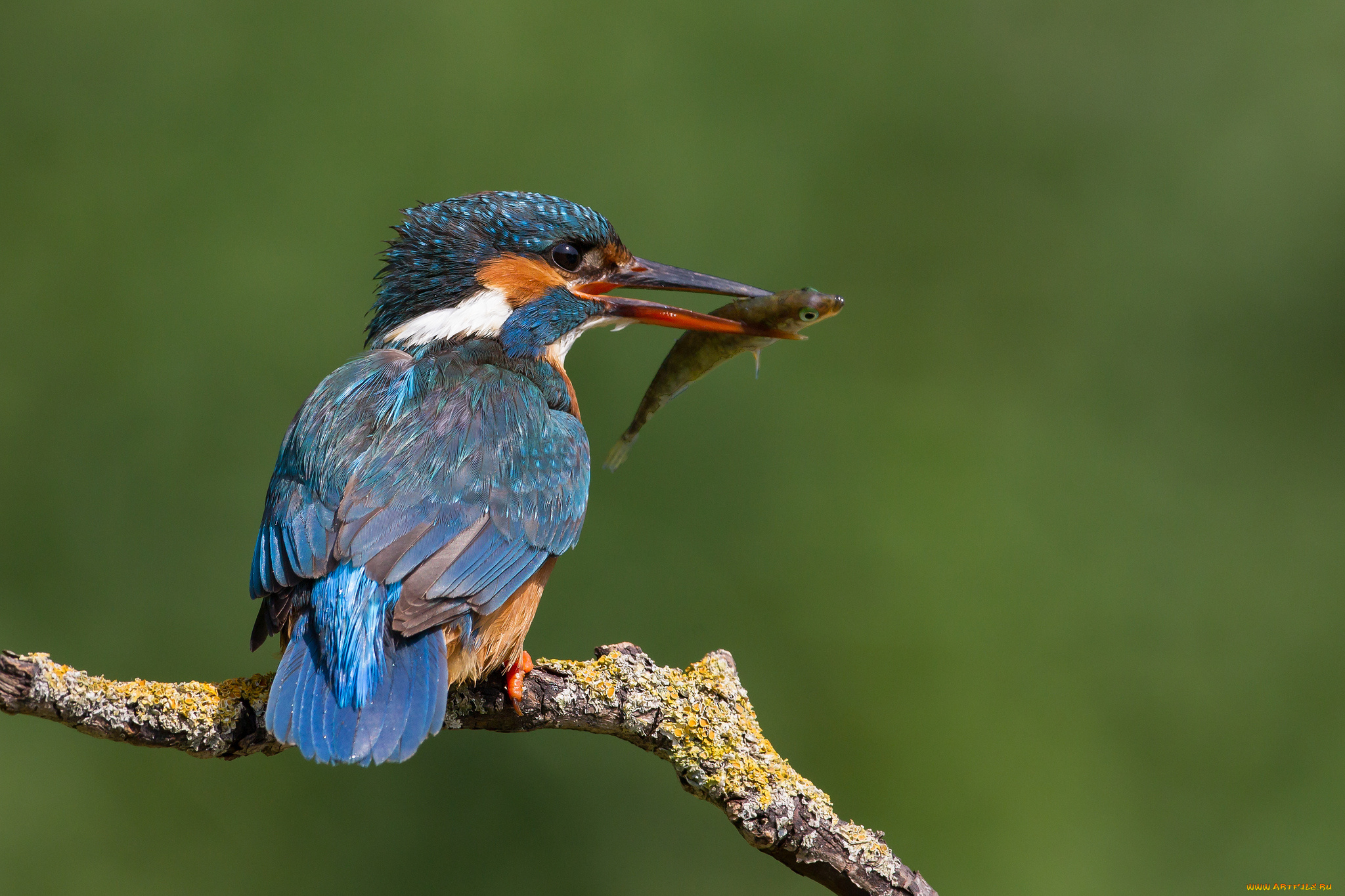 животные, зимородки, сучок, птичка, добыча