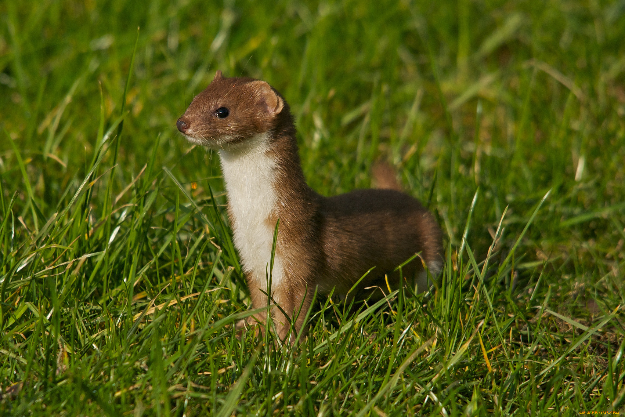 животные, хорьки, , ласки, , соболи, , горностаи, , куницы, луг, трава, горностай