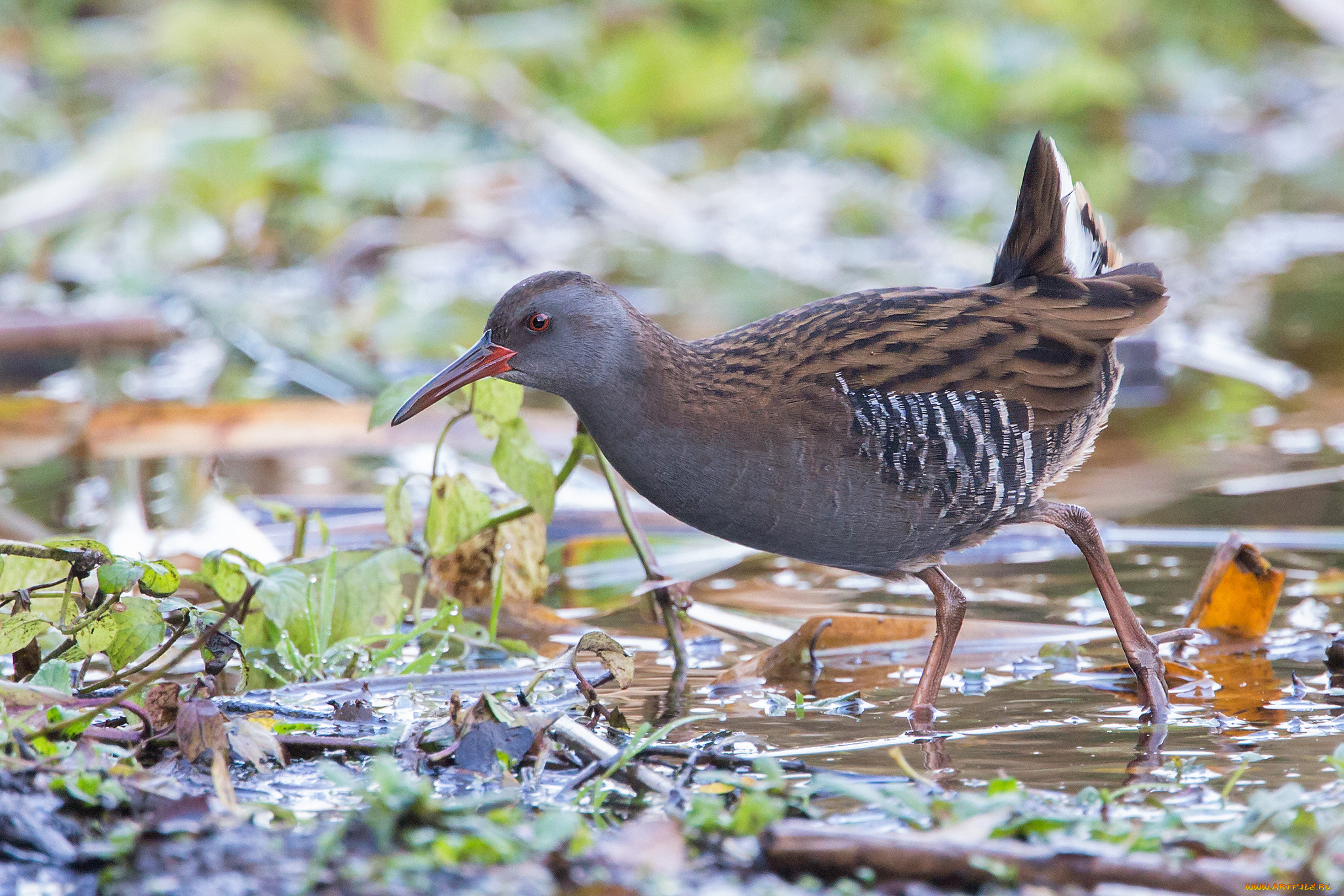 животные, вальдшнепы, , кроншнепы, , бекасы, вода, трава, птичка
