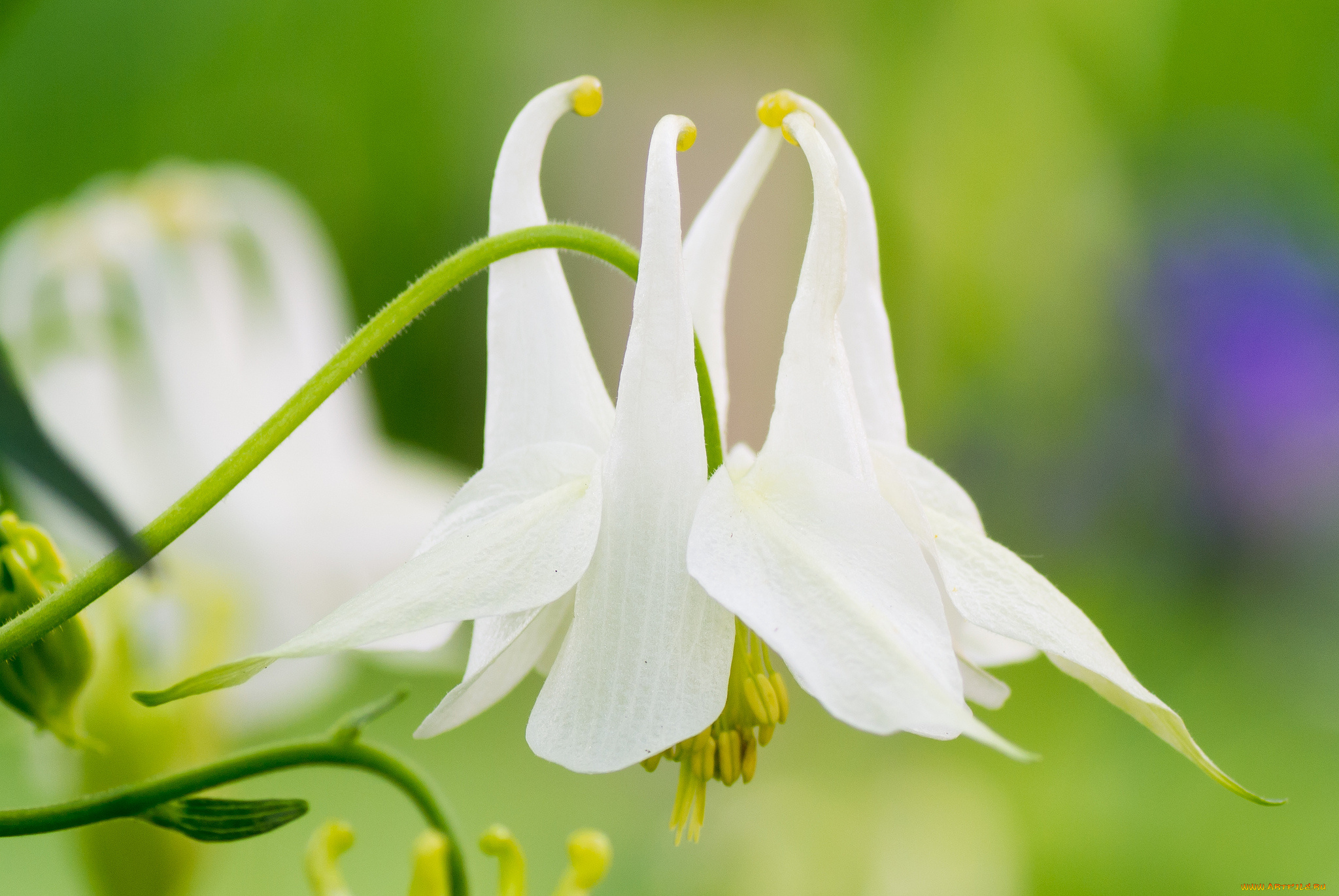цветы, аквилегия, , водосбор