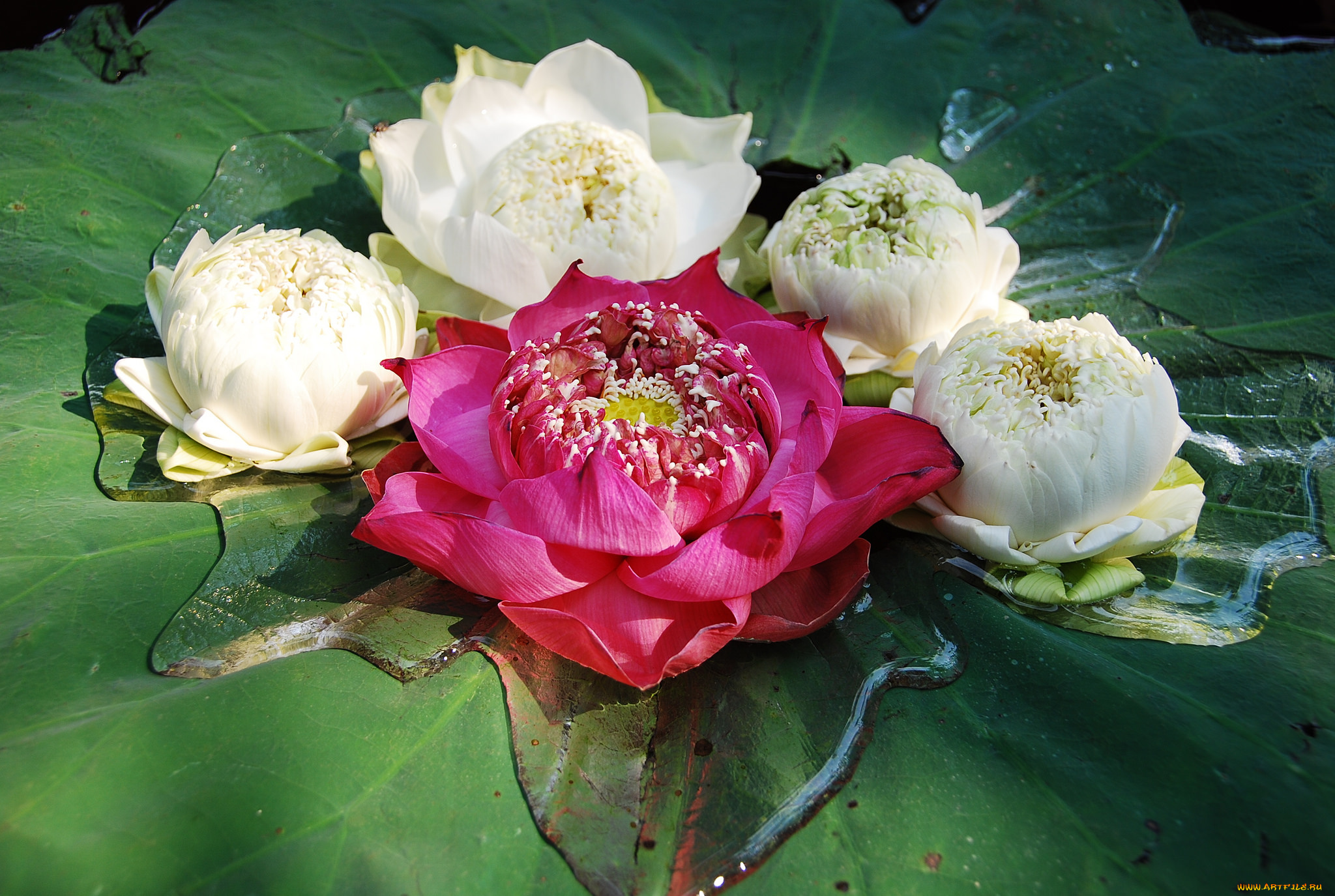 цветы, лотосы