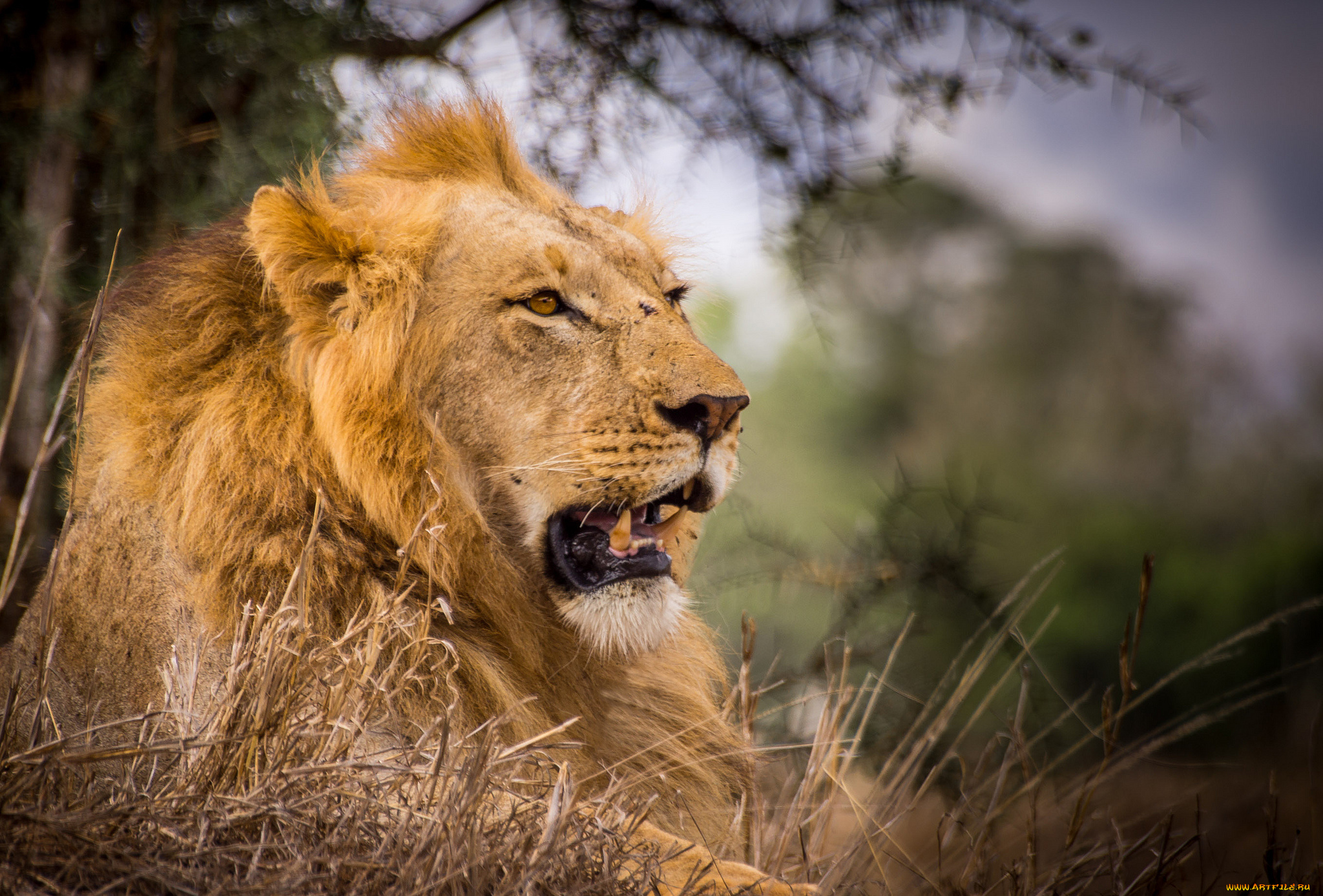 животные, львы, лев