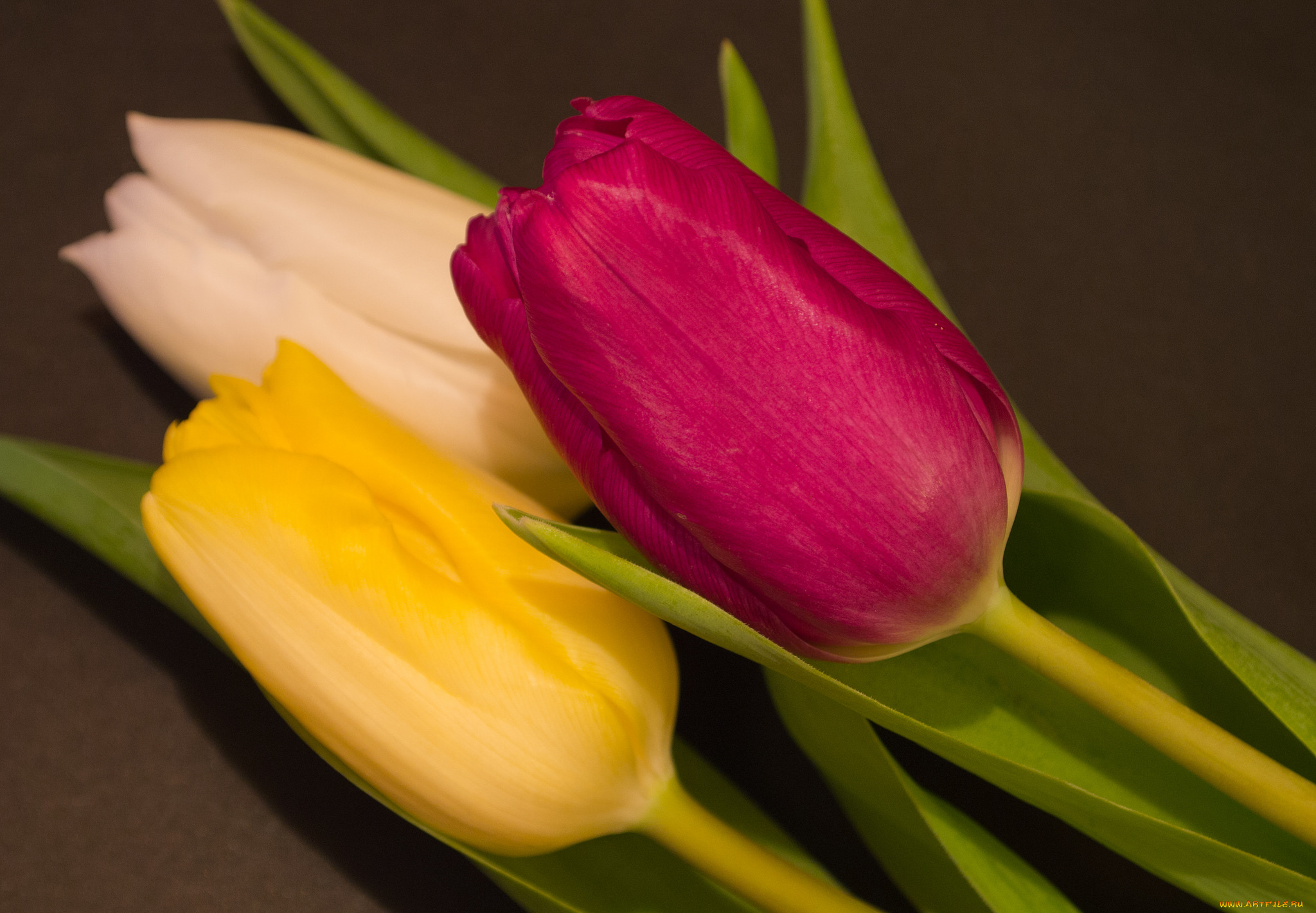 цветы, тюльпаны