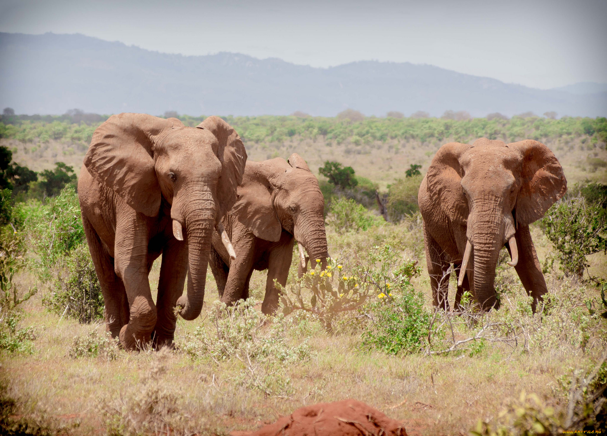 животные, слоны, слон, сбор