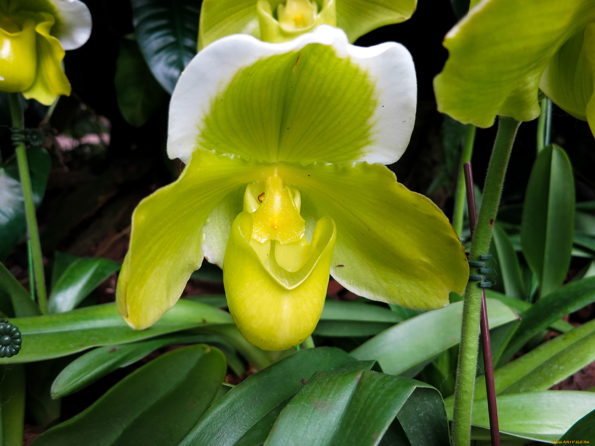 цветы, орхидеи