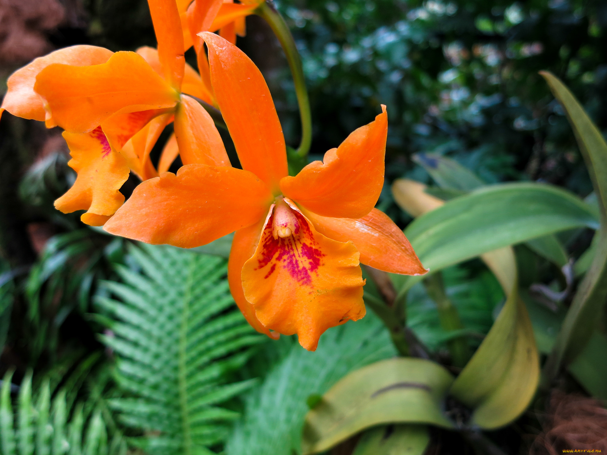 цветы, орхидеи