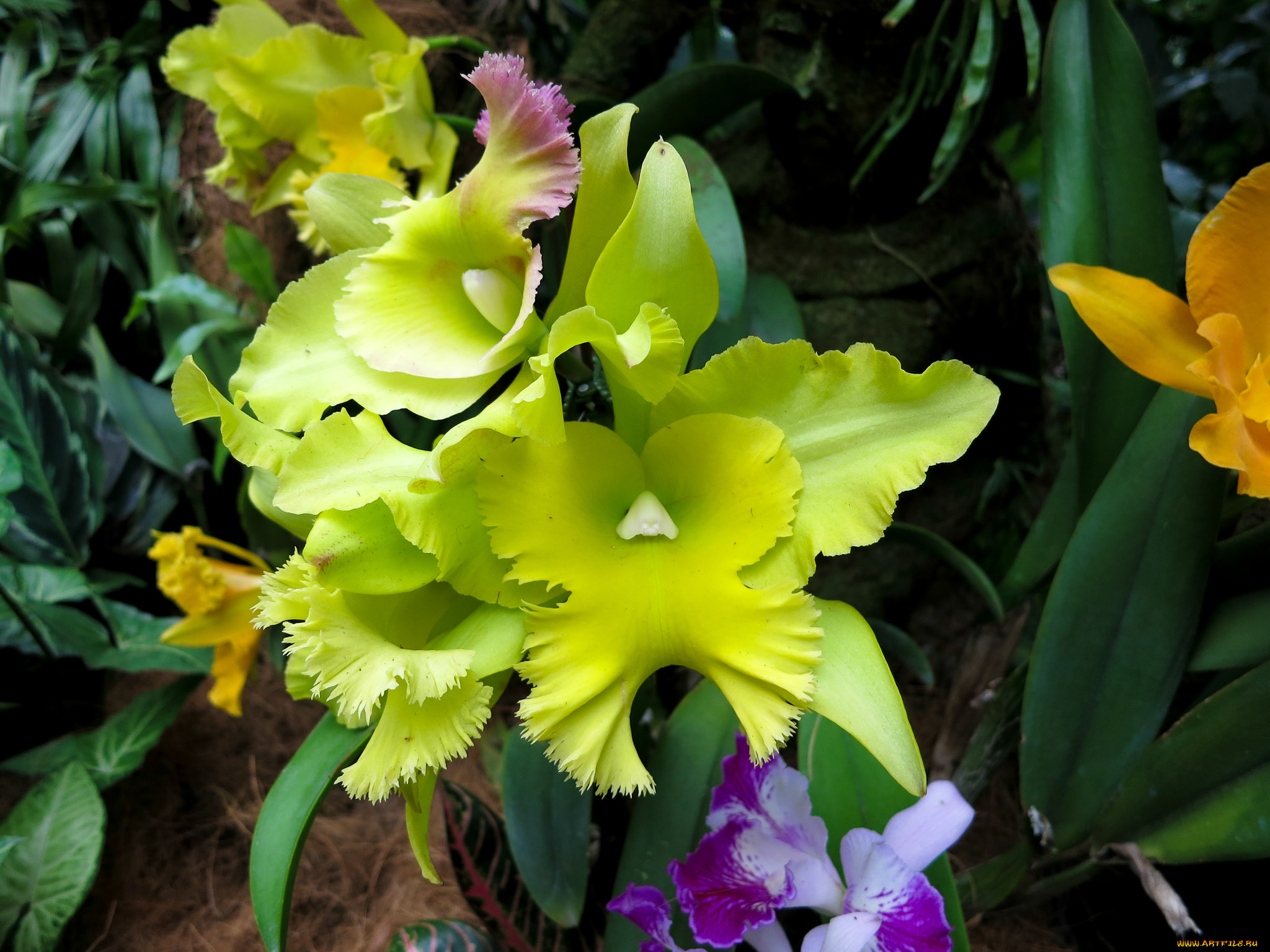 цветы, орхидеи