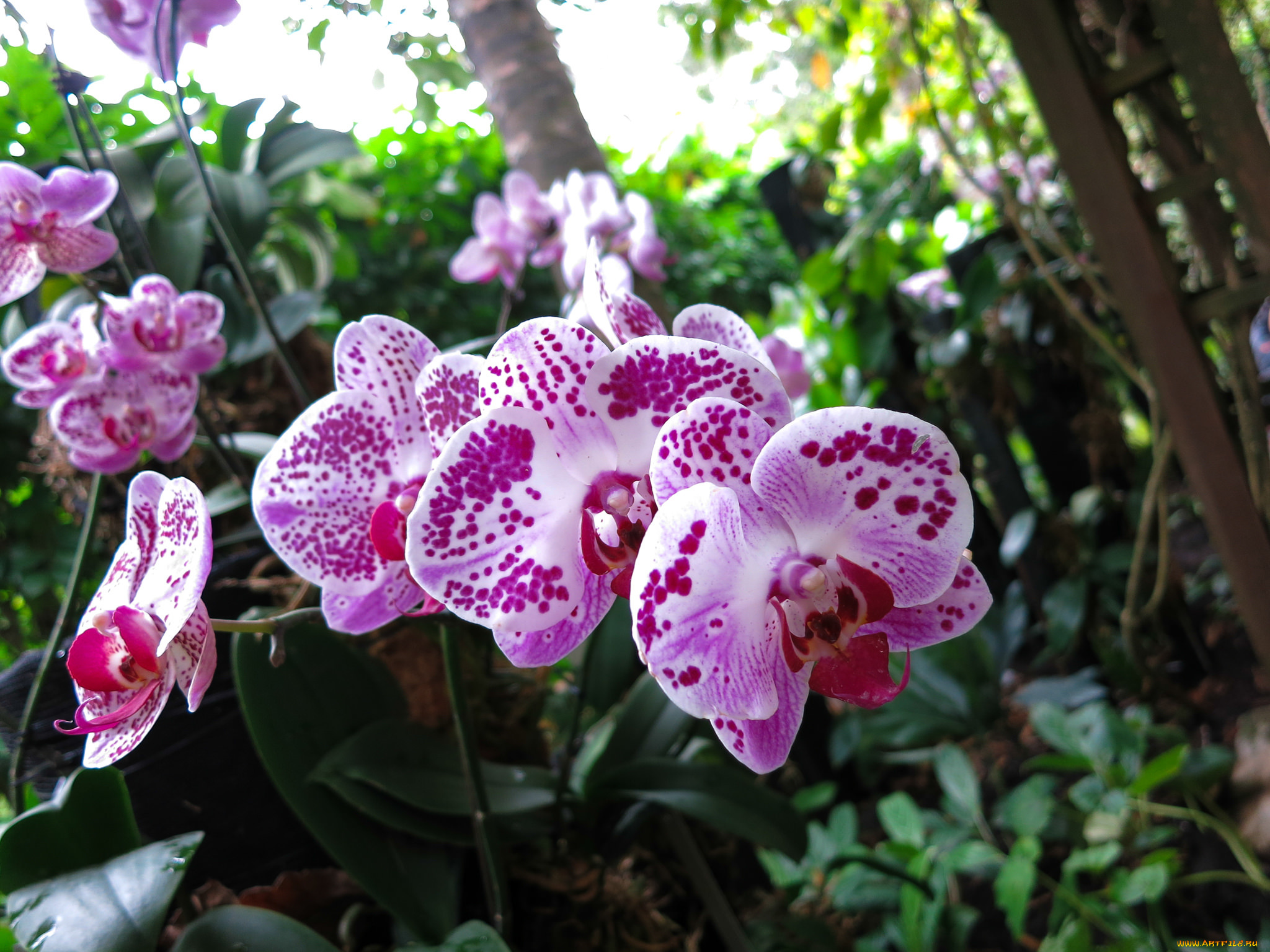 цветы, орхидеи
