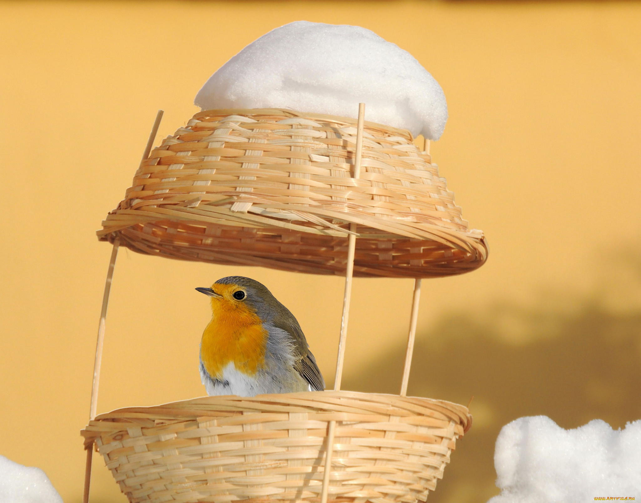 животные, зарянки, , малиновки, дом, зимний