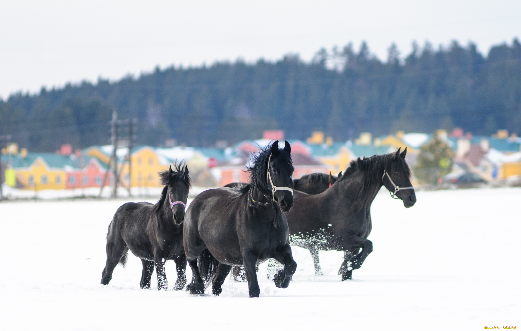 животные, лошади, вороные