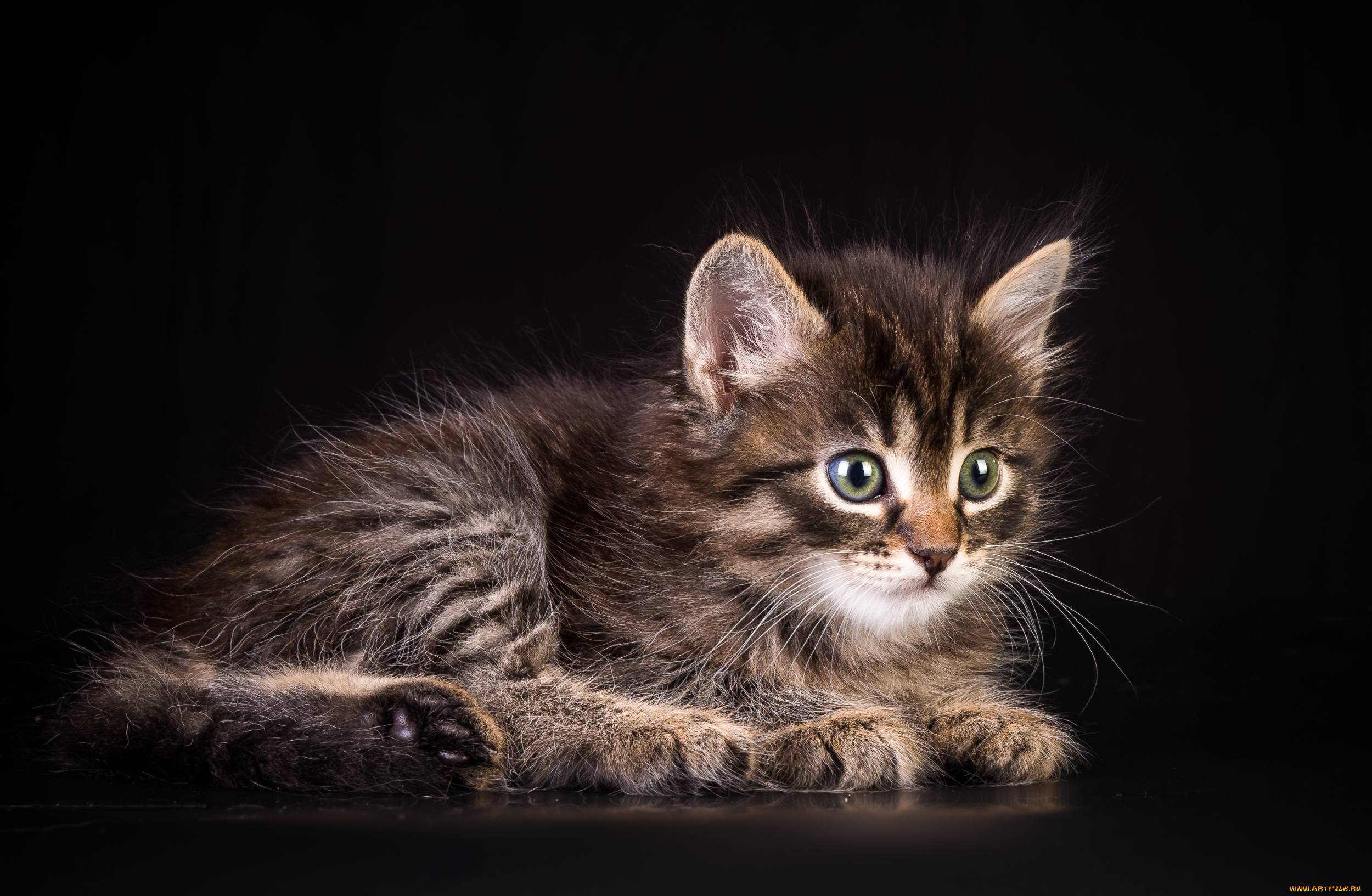 животные, коты, котейка