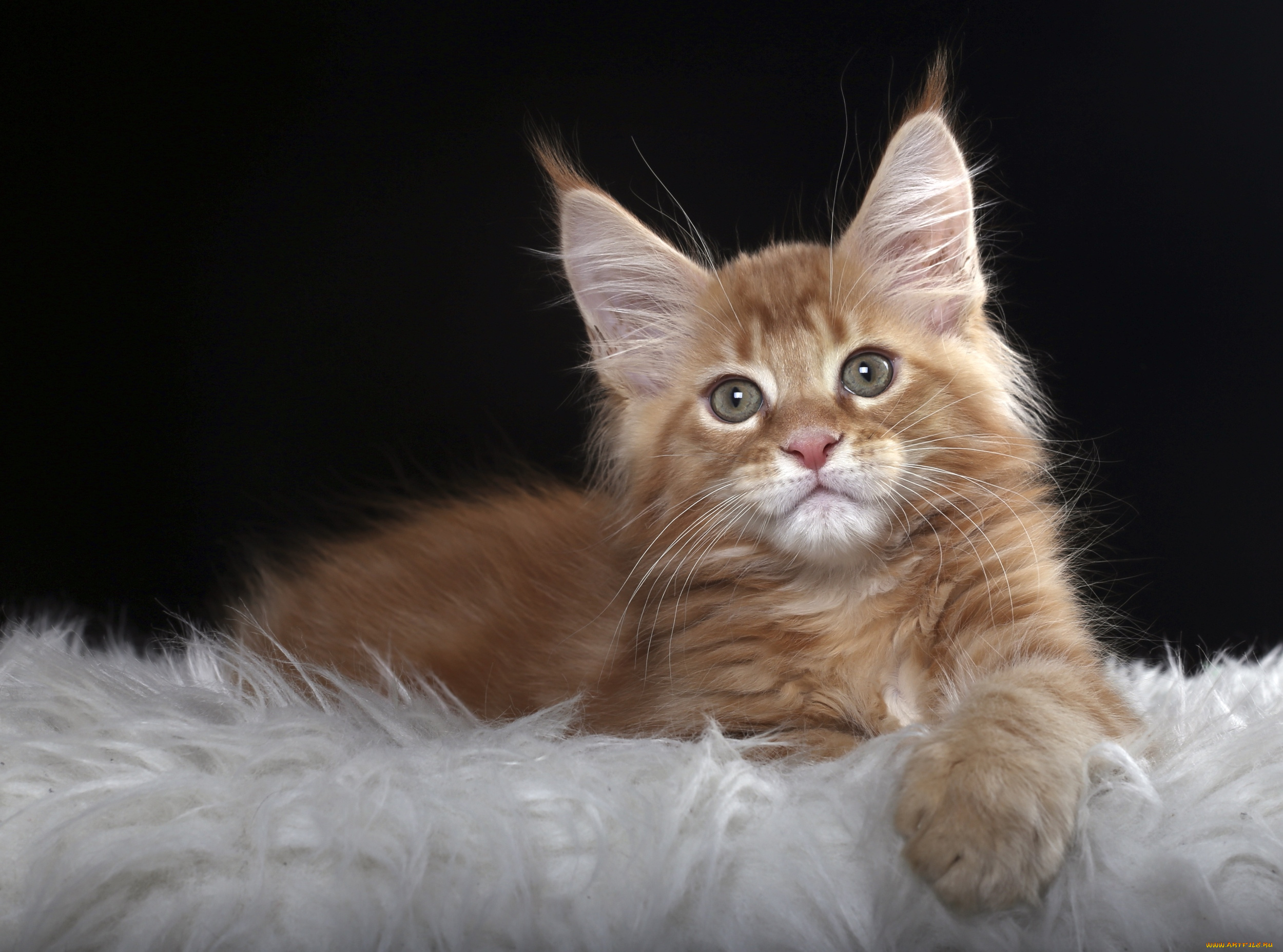 животные, коты, рыжий