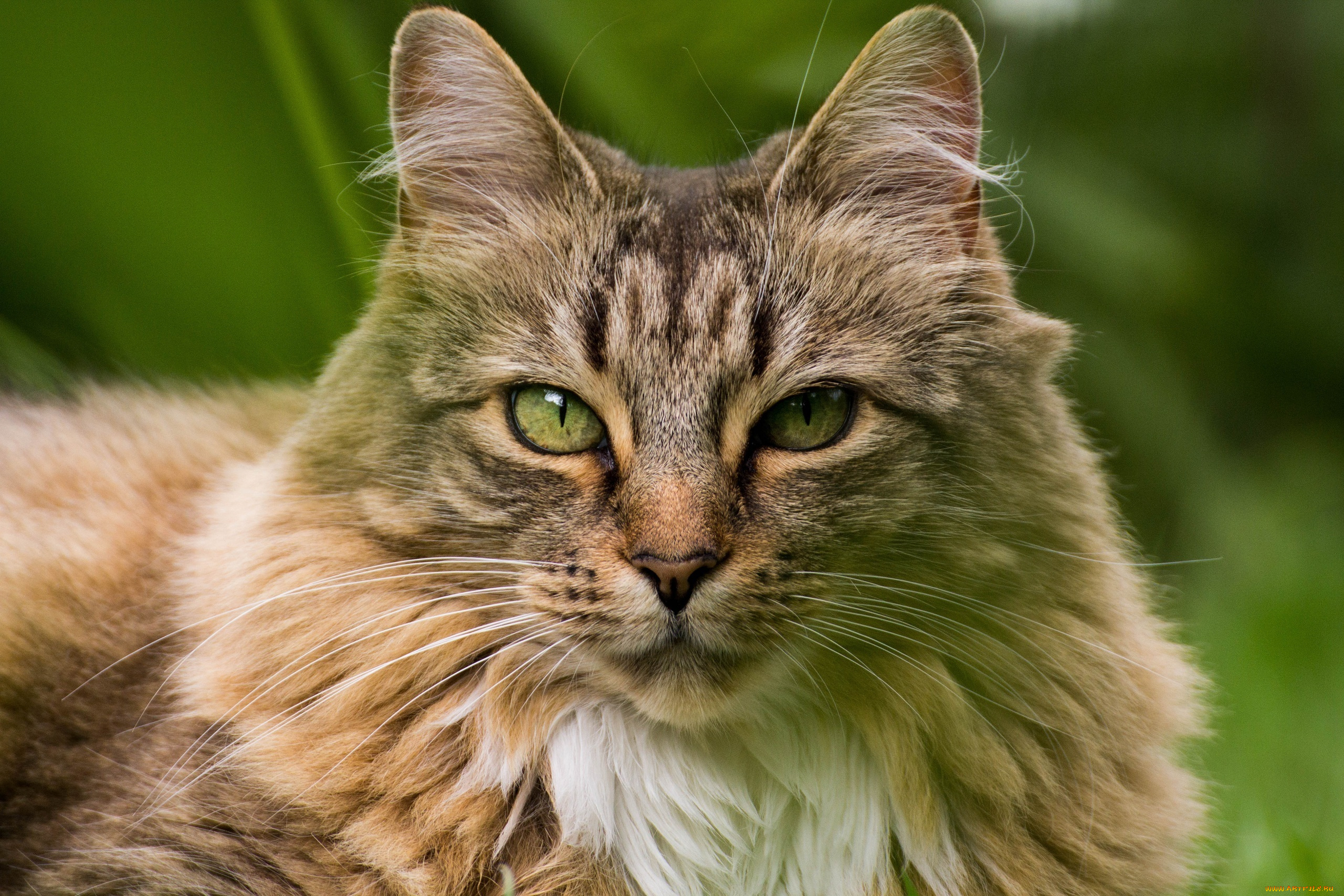 животные, коты, морда, кошка