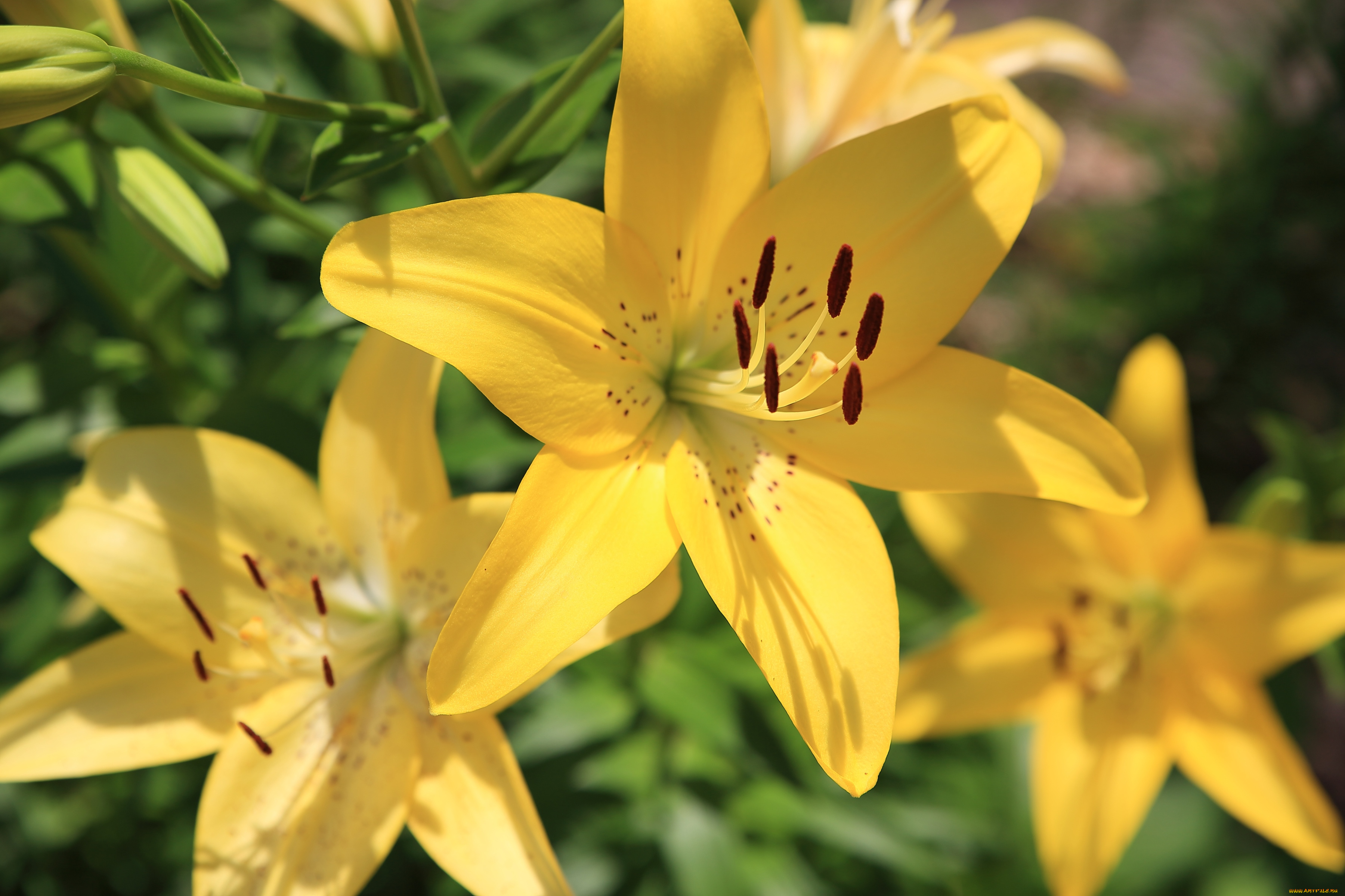 цветы, лилии, , лилейники, желтый