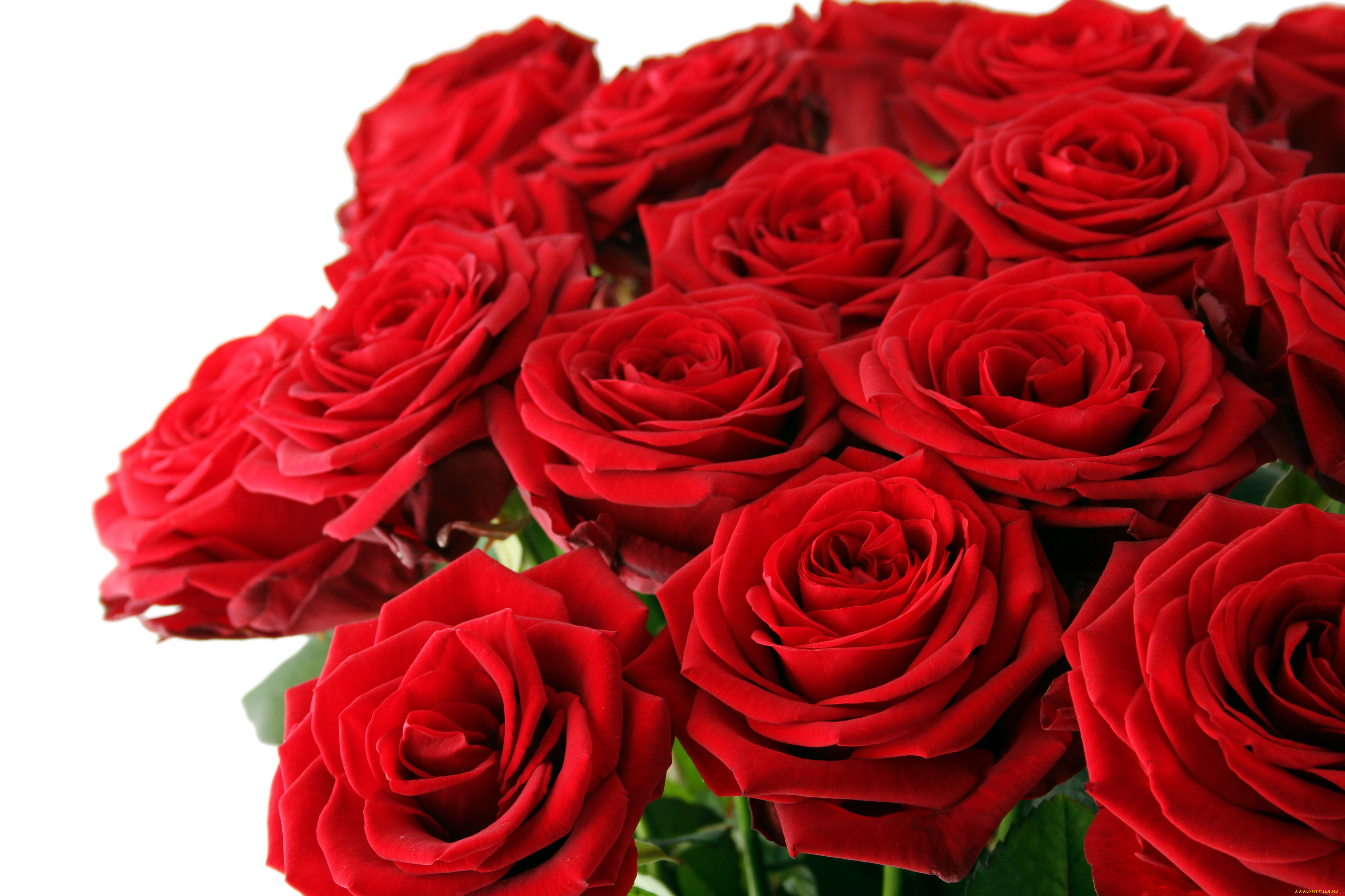 цветы, розы, алый