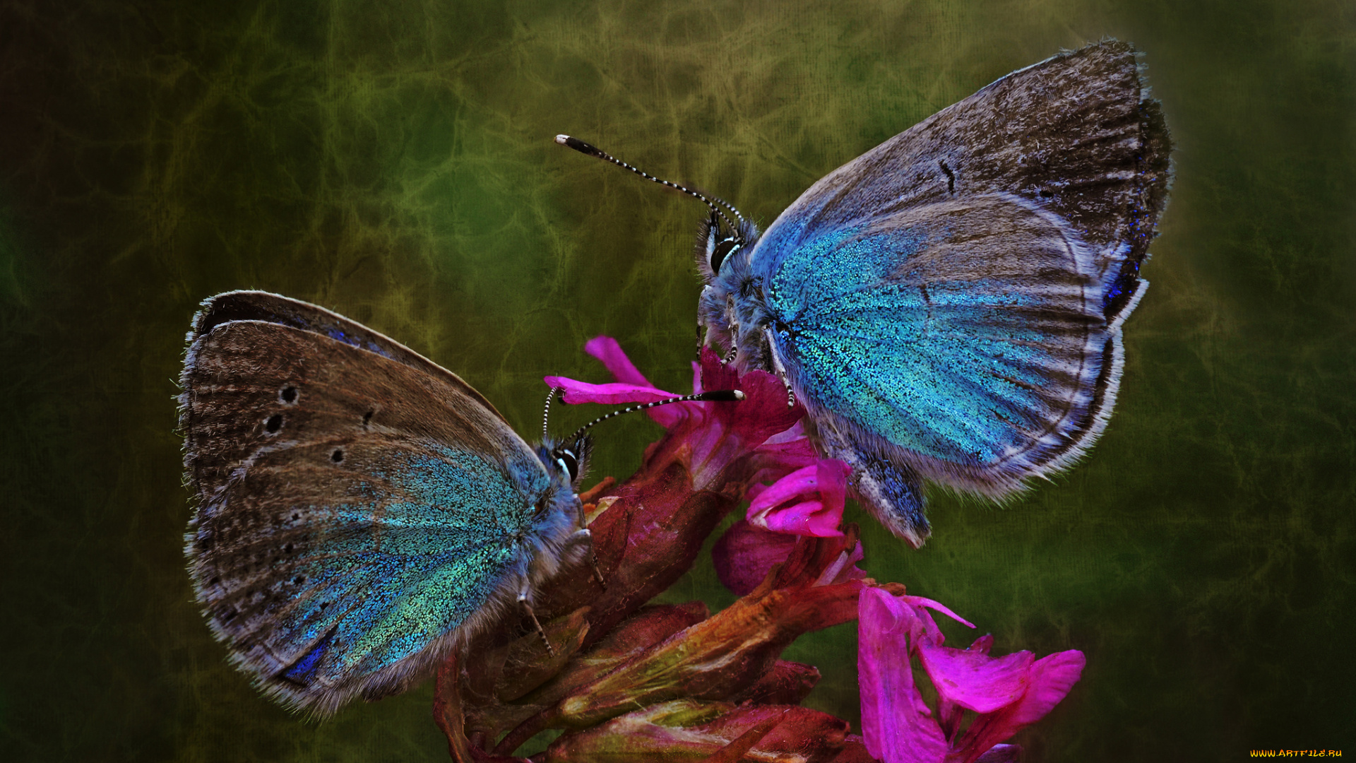 животные, бабочки, , мотыльки, , моли, макро, фон, утро, насекомые, травинка, пара, обработка