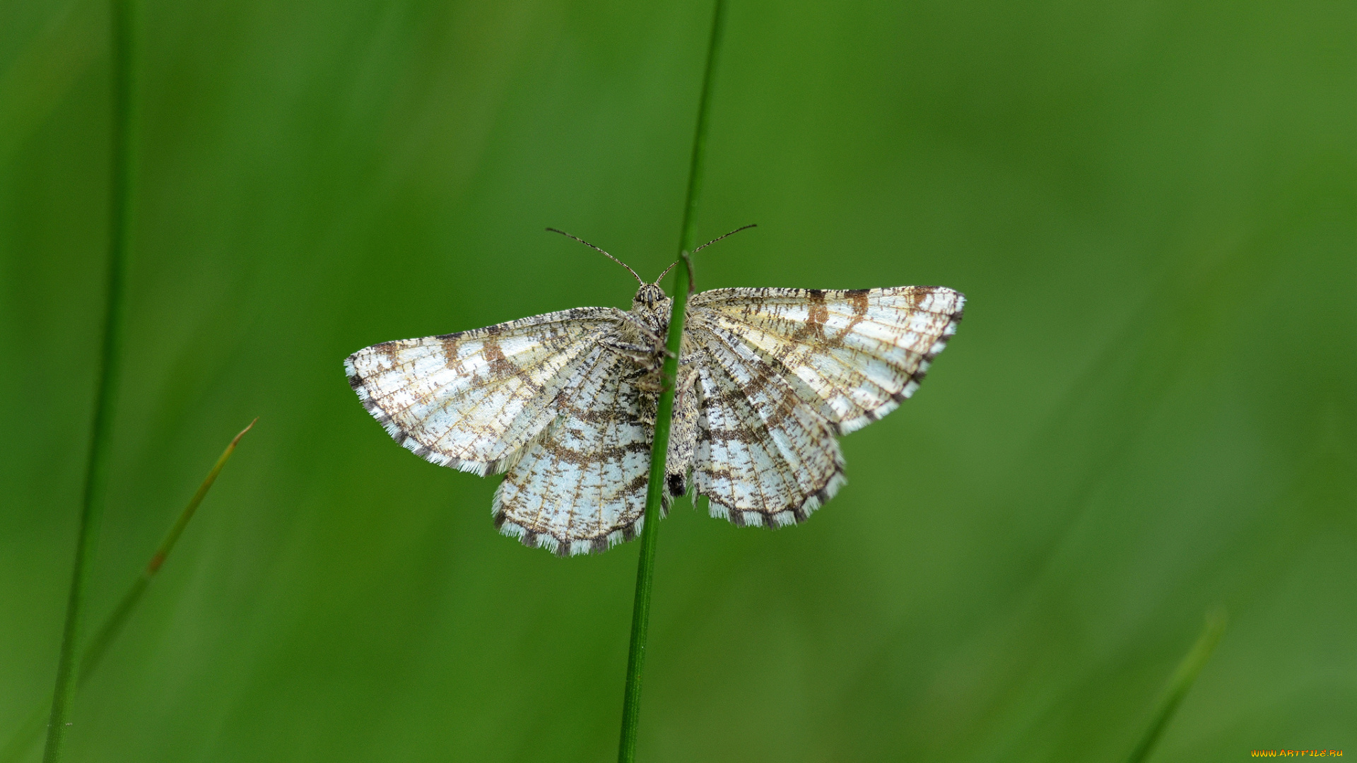 животные, бабочки, , мотыльки, , моли, травинка, усики, крылья, моль, макро