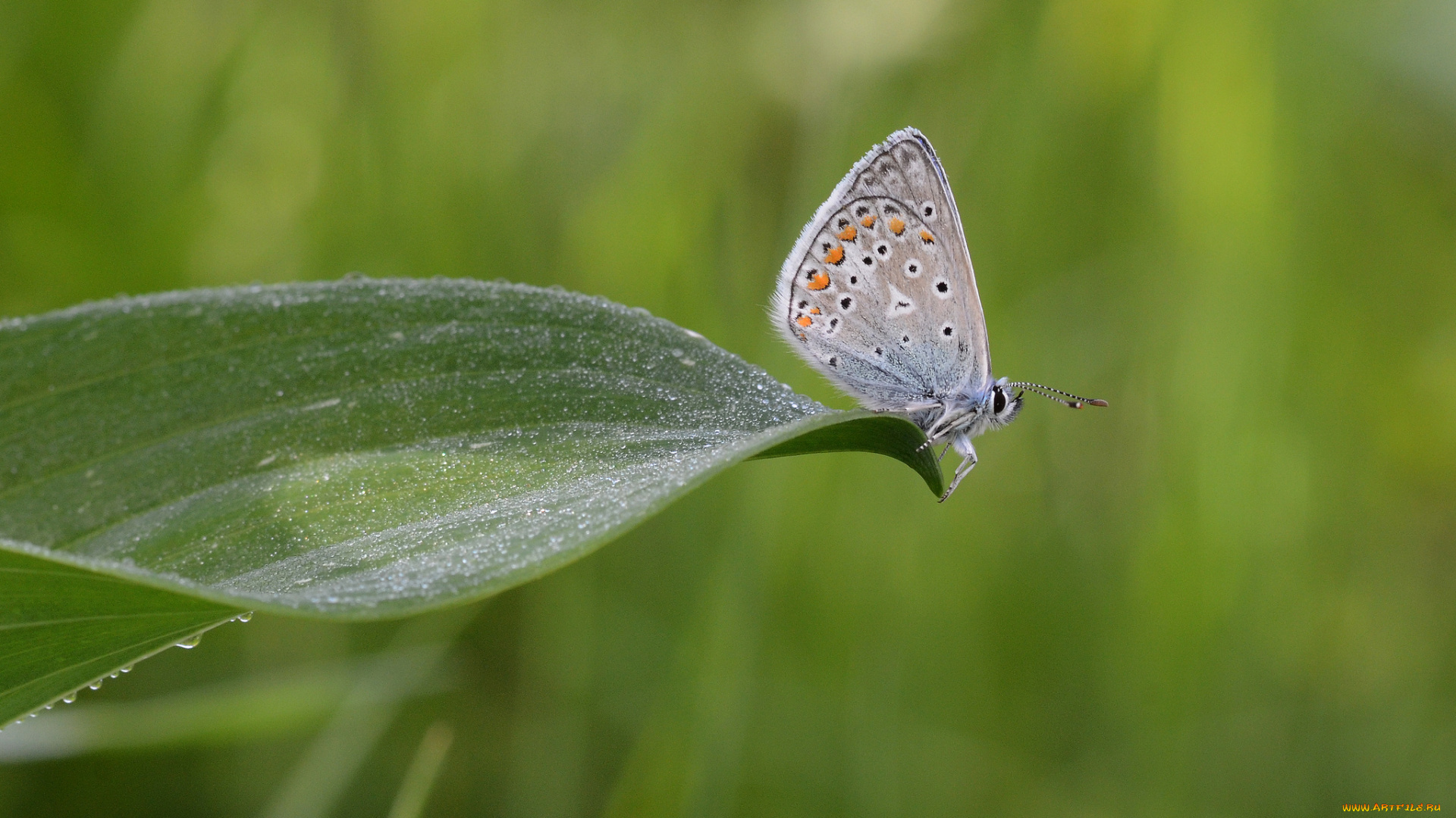 животные, бабочки, , мотыльки, , моли, усики, крылья, бабочка, макро