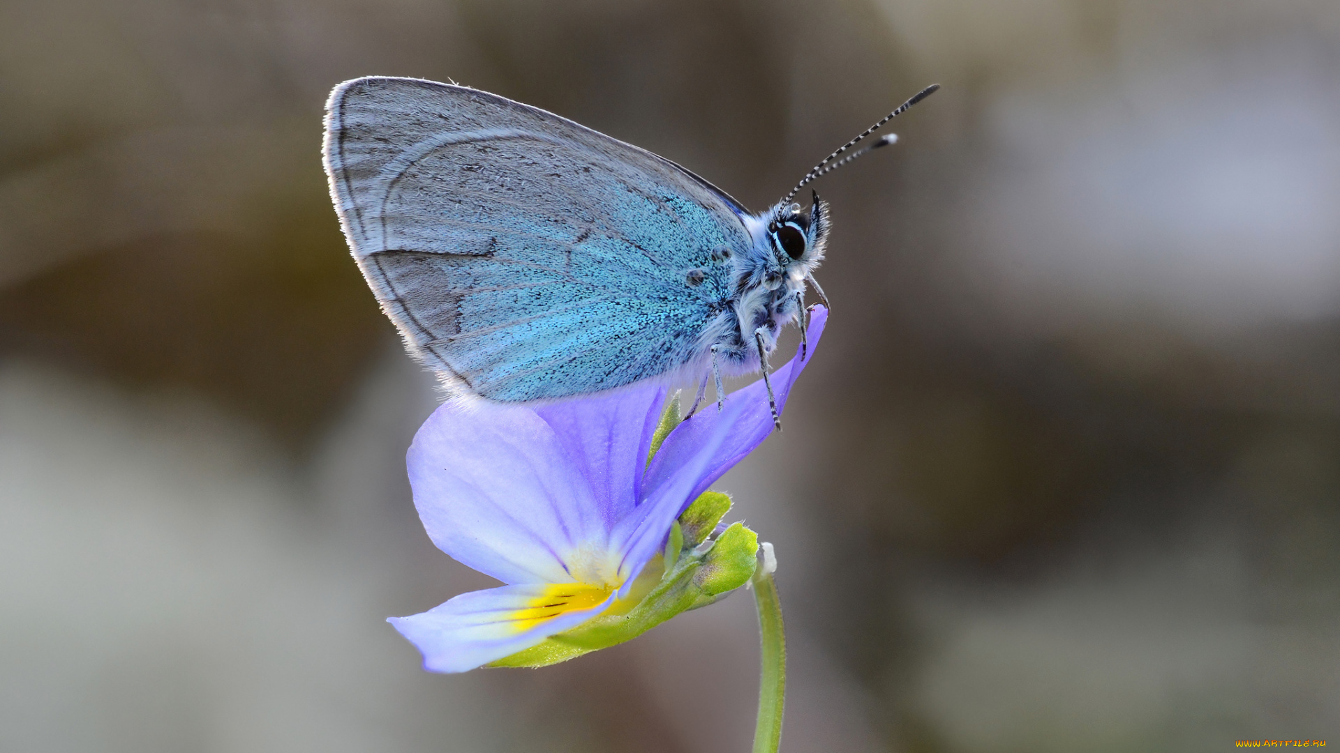 животные, бабочки, , мотыльки, , моли, усики, крылья, бабочка, макро
