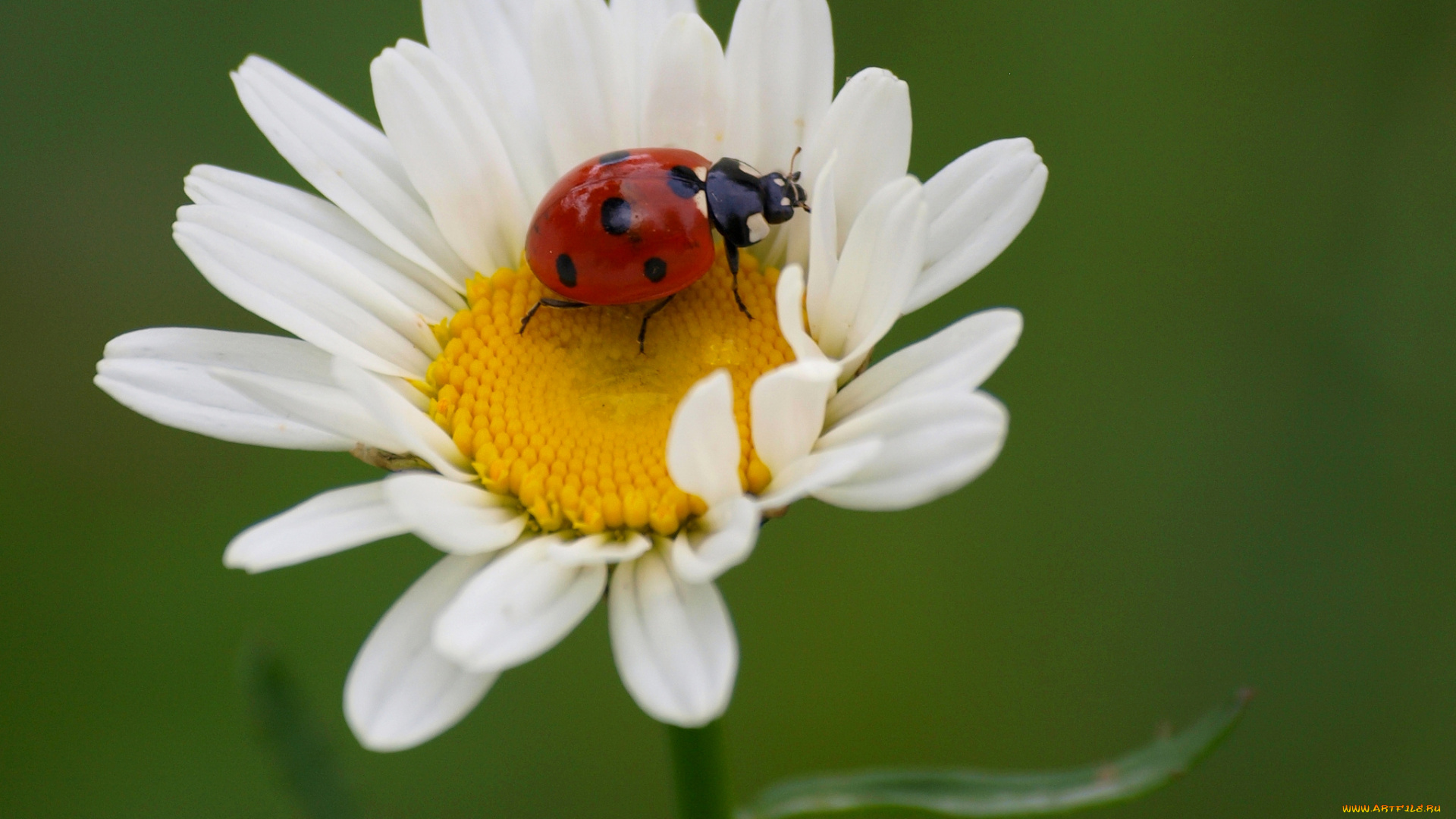 животные, божьи, коровки, насекомое, утро, зелёный, фон, макро, ромашка