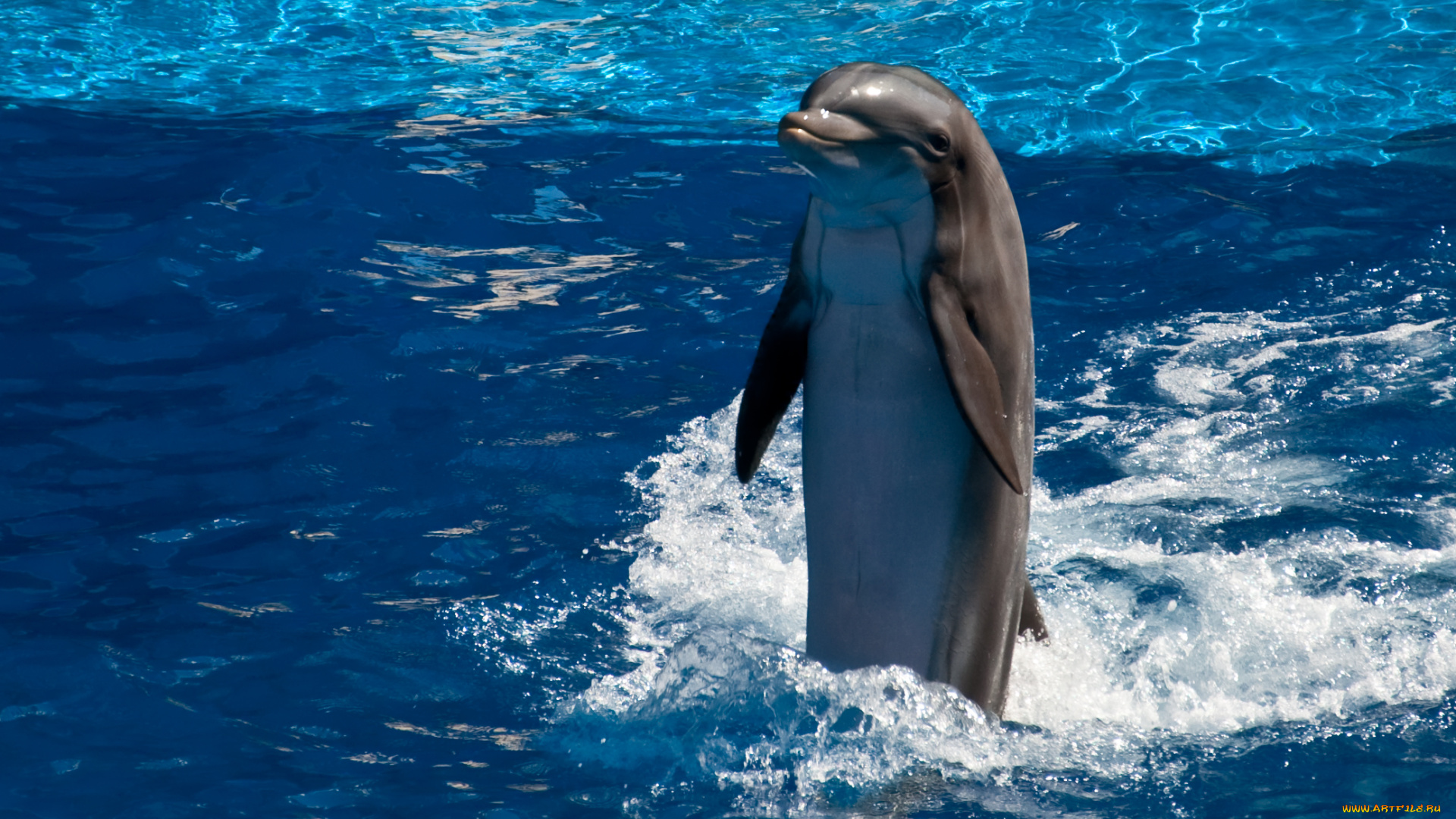 животные, дельфины, вода, дельфин