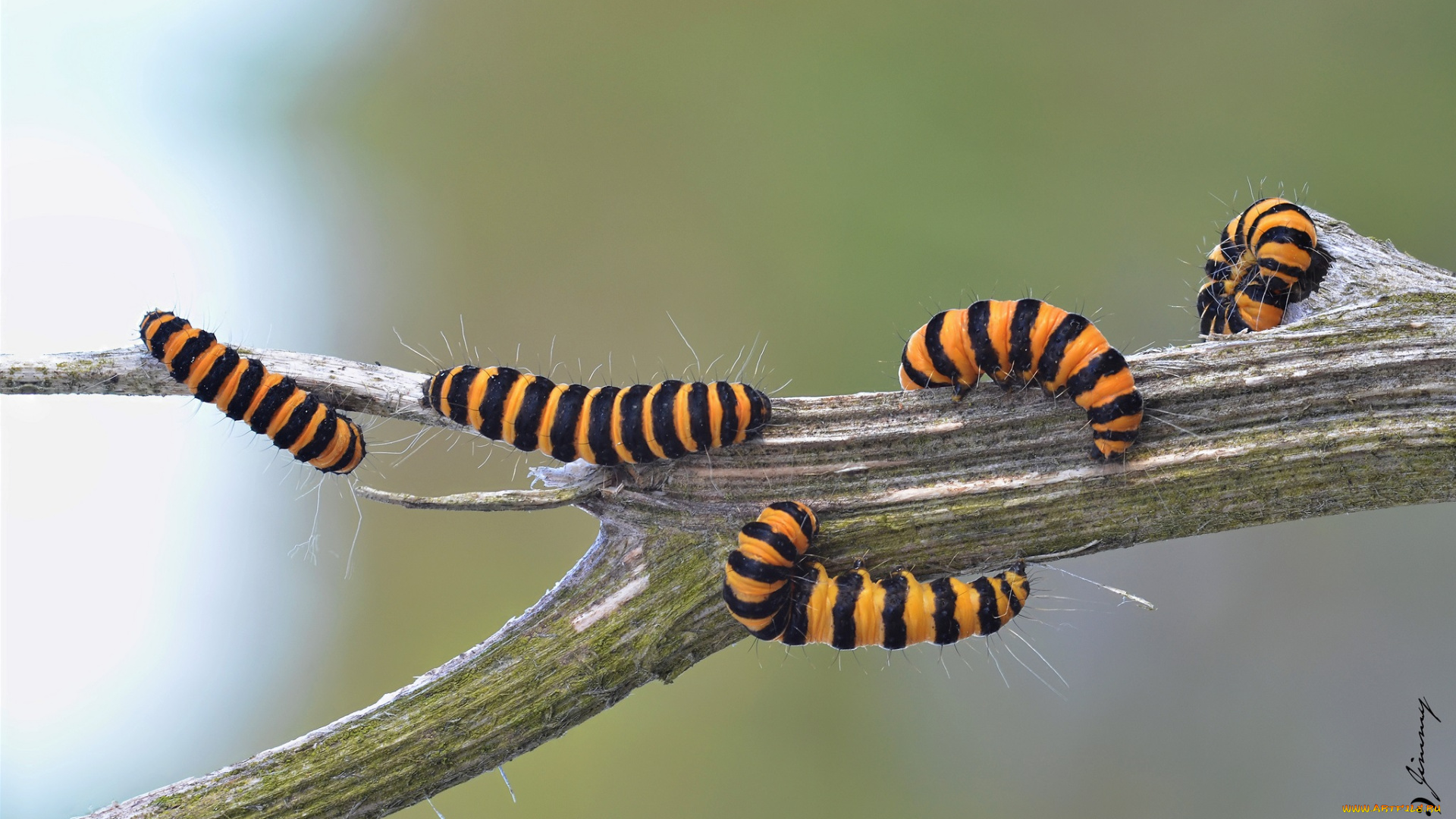 животные, гусеницы, насекомые, макро, фон