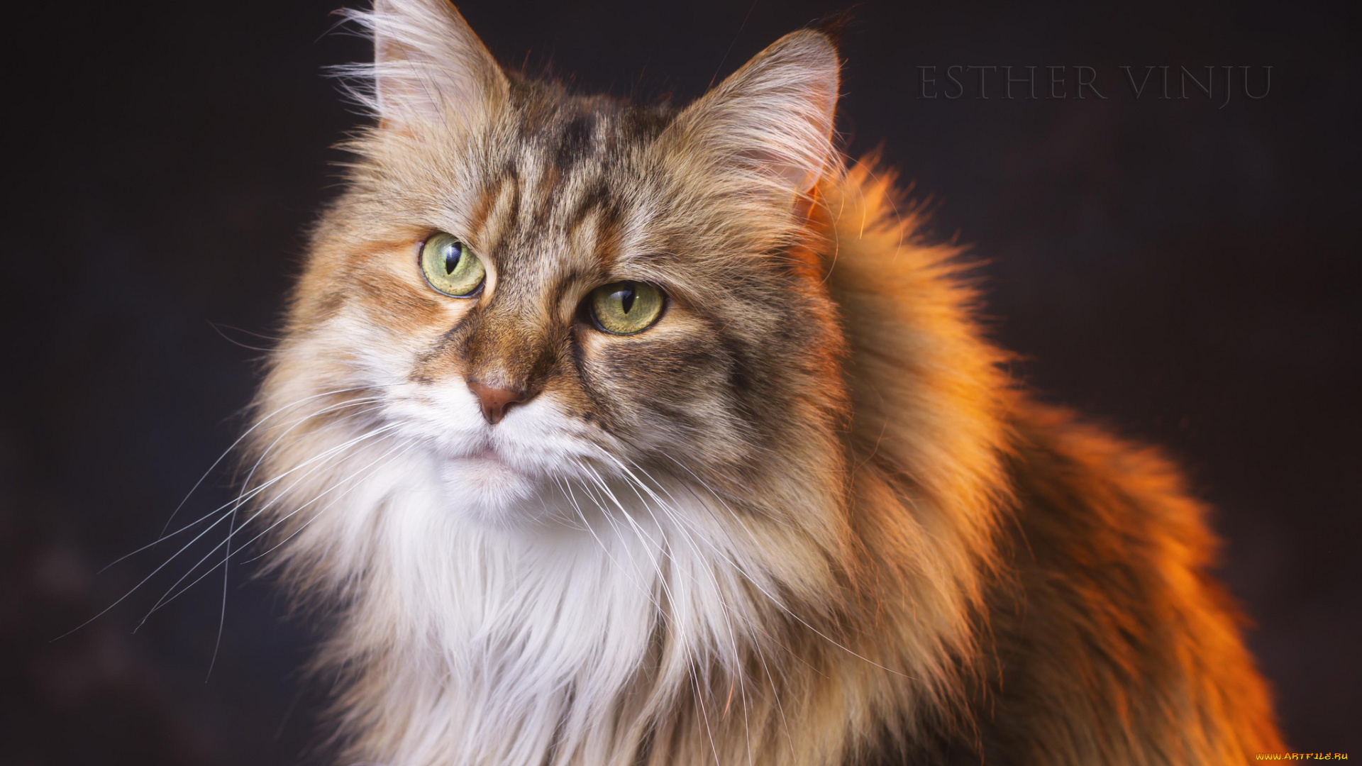 животные, коты, взгляд, кот, киса