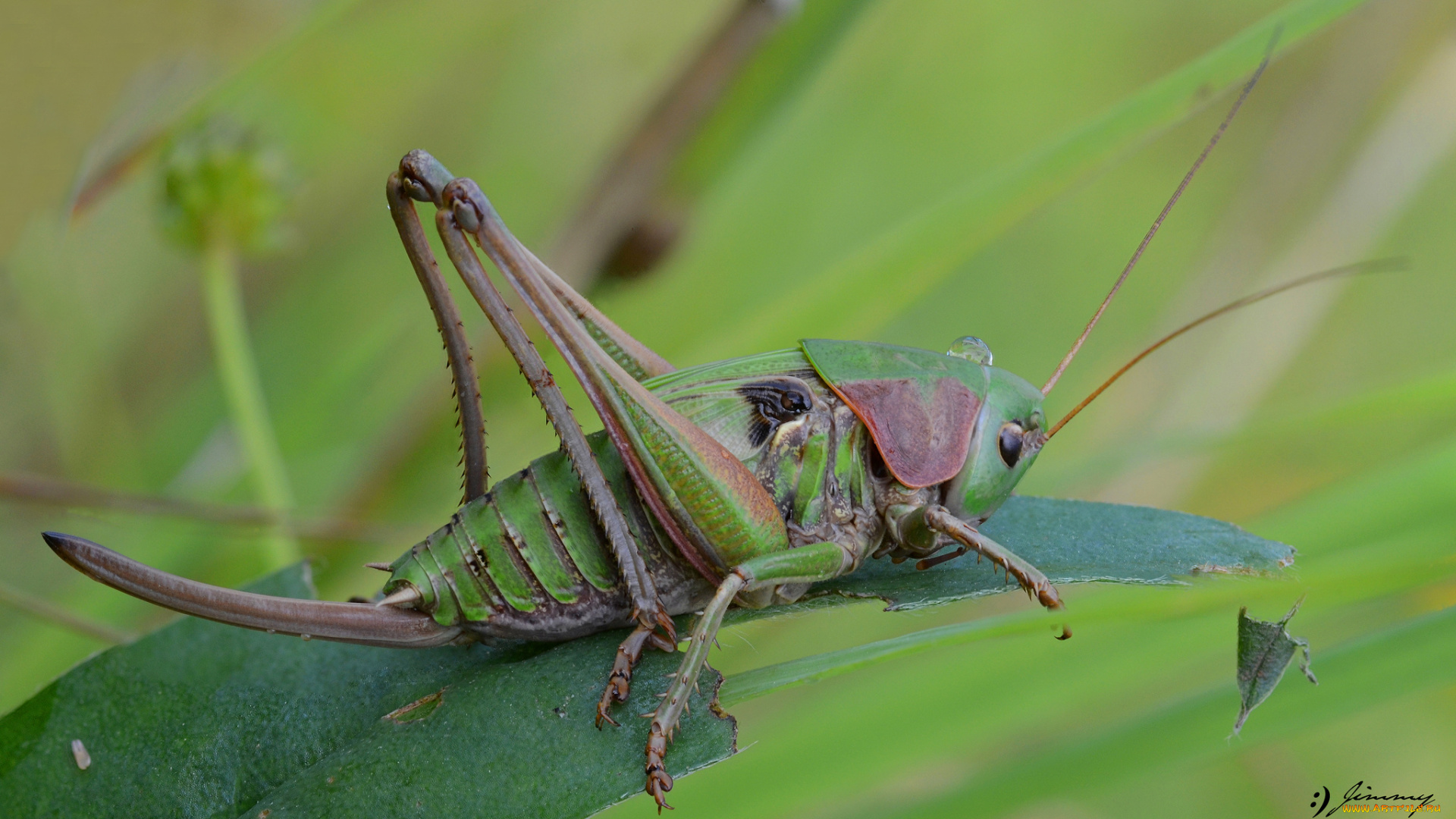 животные, кузнечики, , саранча, фон, насекомое, кузнечик, травинка, макро