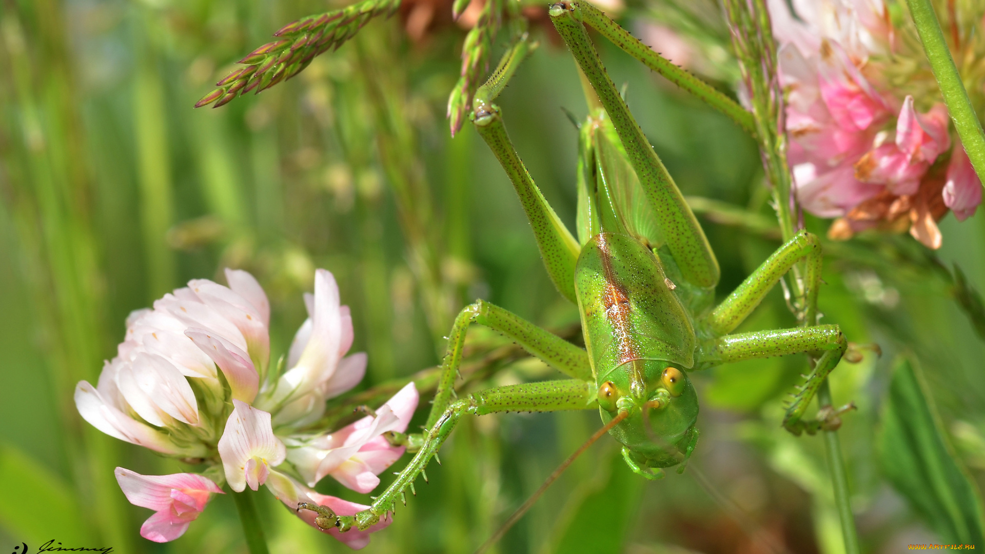 животные, кузнечики, , саранча, фон, утро, насекомое, макро, кузнечик, травинка