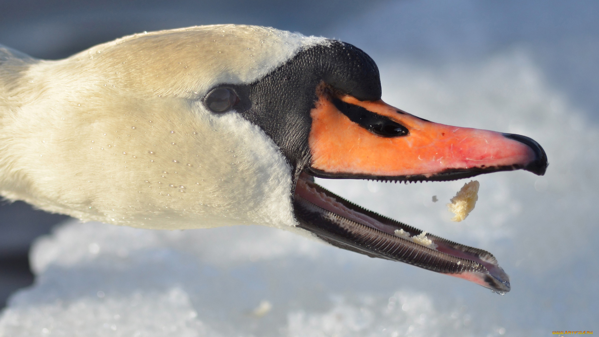 животные, лебеди, лебедь, клюв