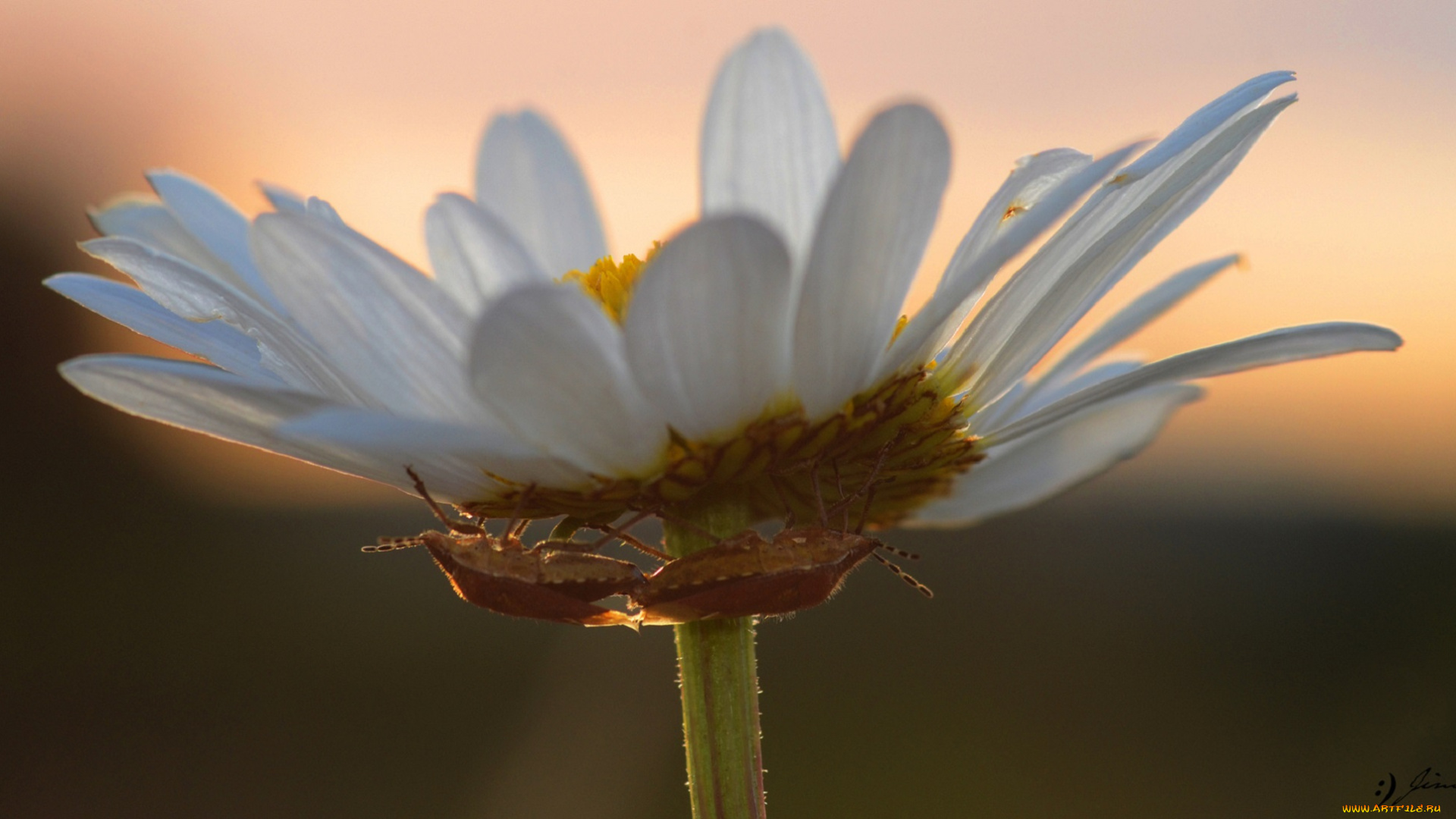 животные, насекомые, жуки, цветок, макро, клопы