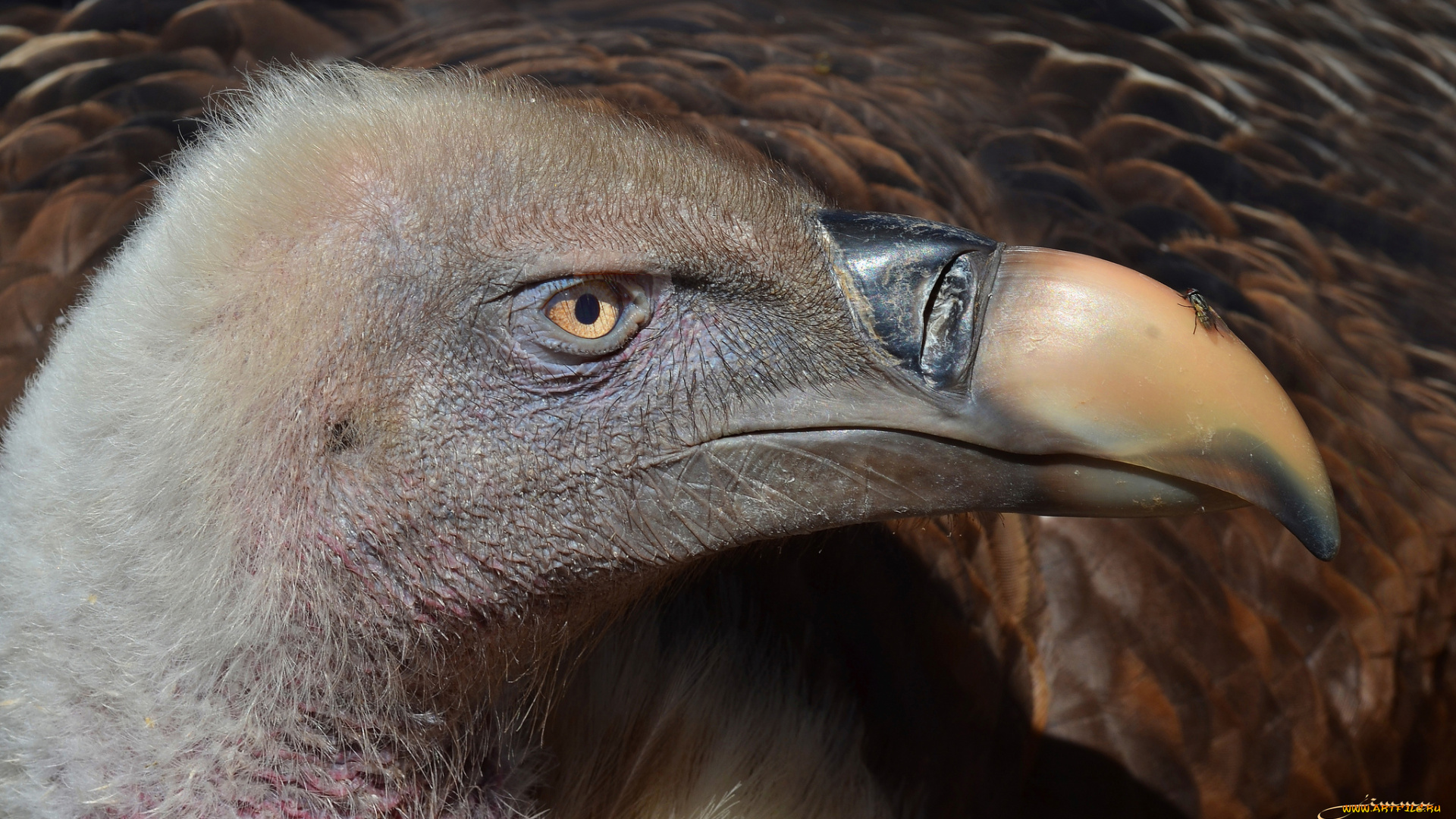 животные, птицы, -, хищники, гриф, взгляд, клюв, портрет