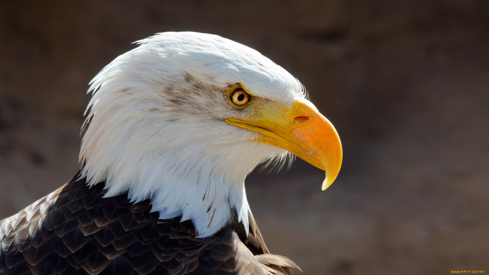 животные, птицы, -, хищники, клюв, взгляд, портрет, птица, орёл