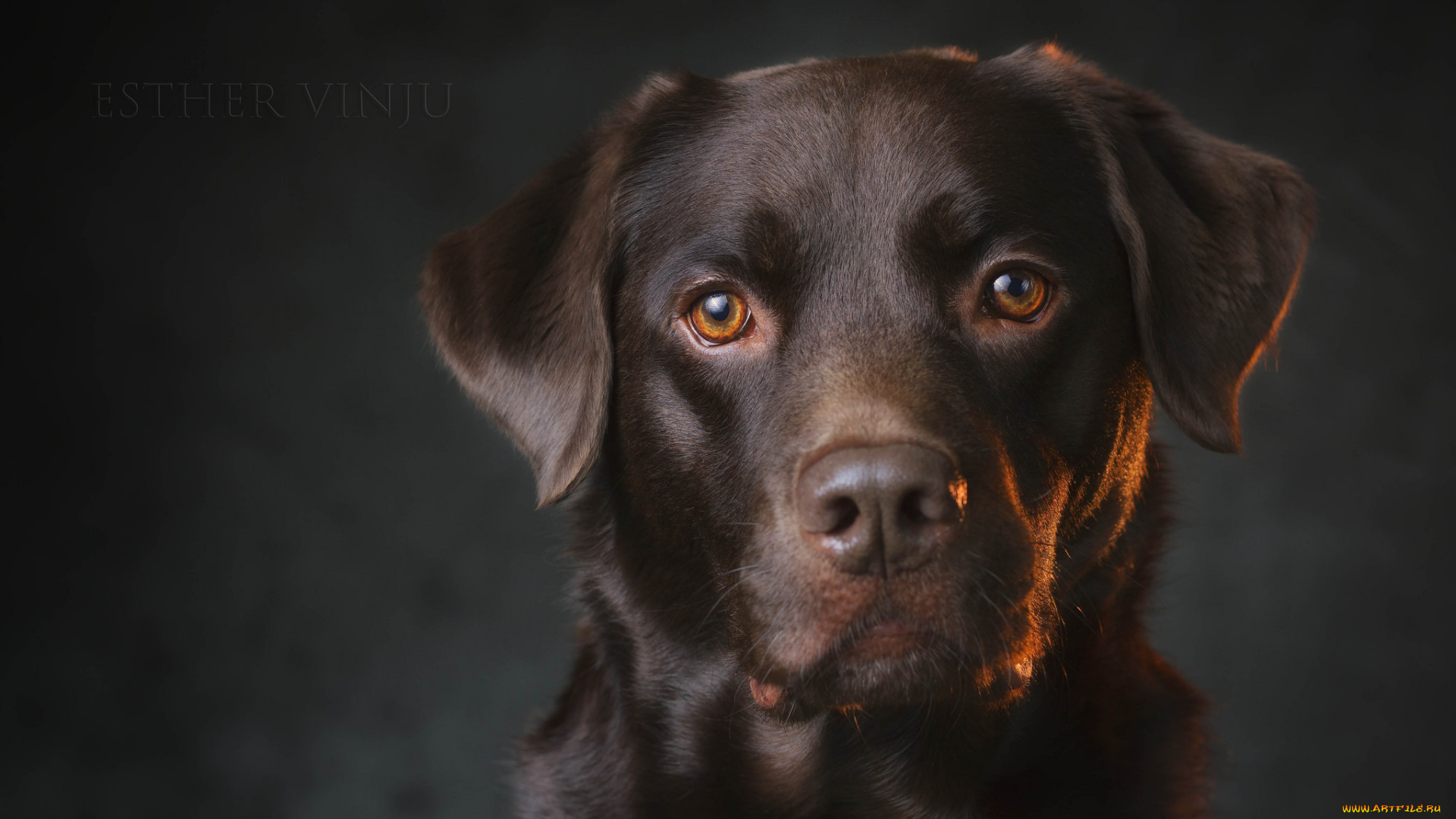 животные, собаки, портрет, взгляд, пёс