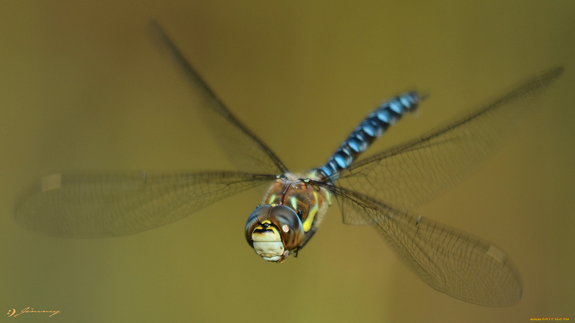 животные, стрекозы, крылья, стрекоза, макро