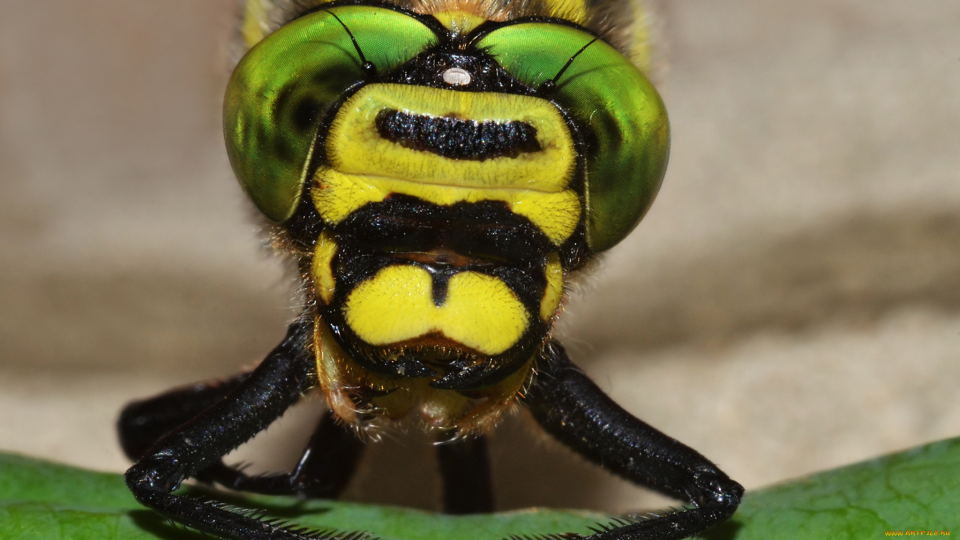 животные, стрекозы, стрекоза, макро