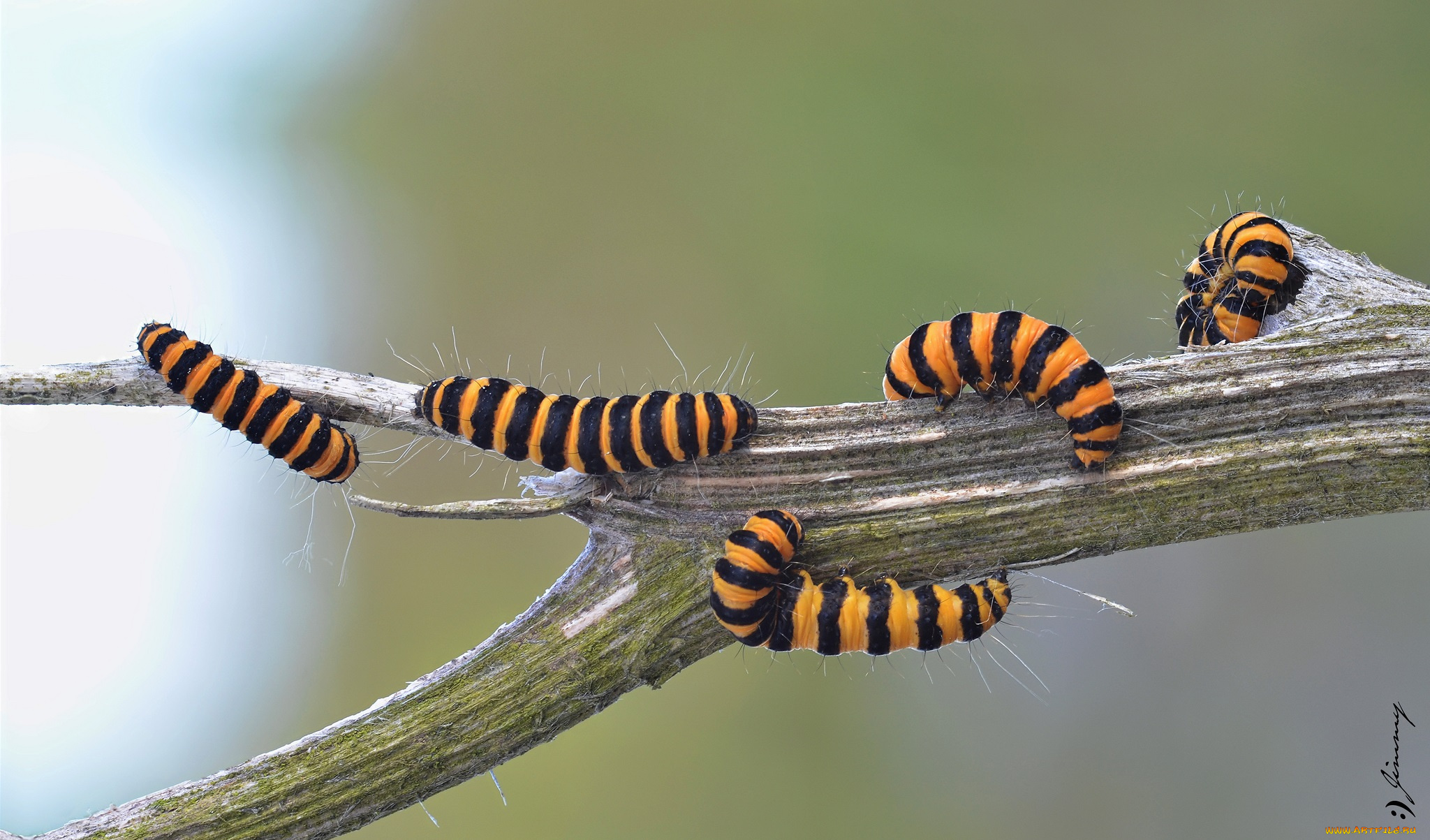 животные, гусеницы, насекомые, макро, фон