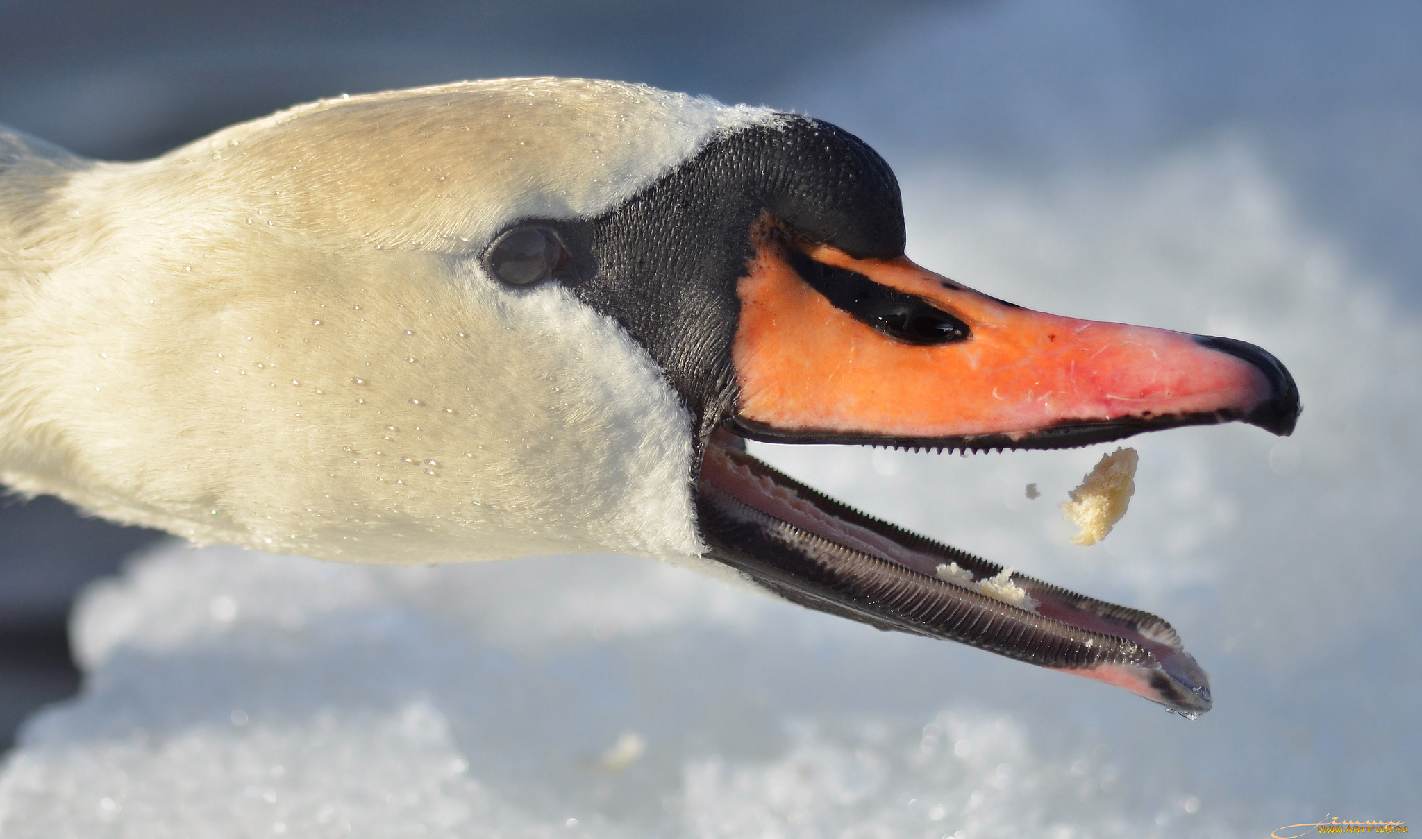 животные, лебеди, лебедь, клюв