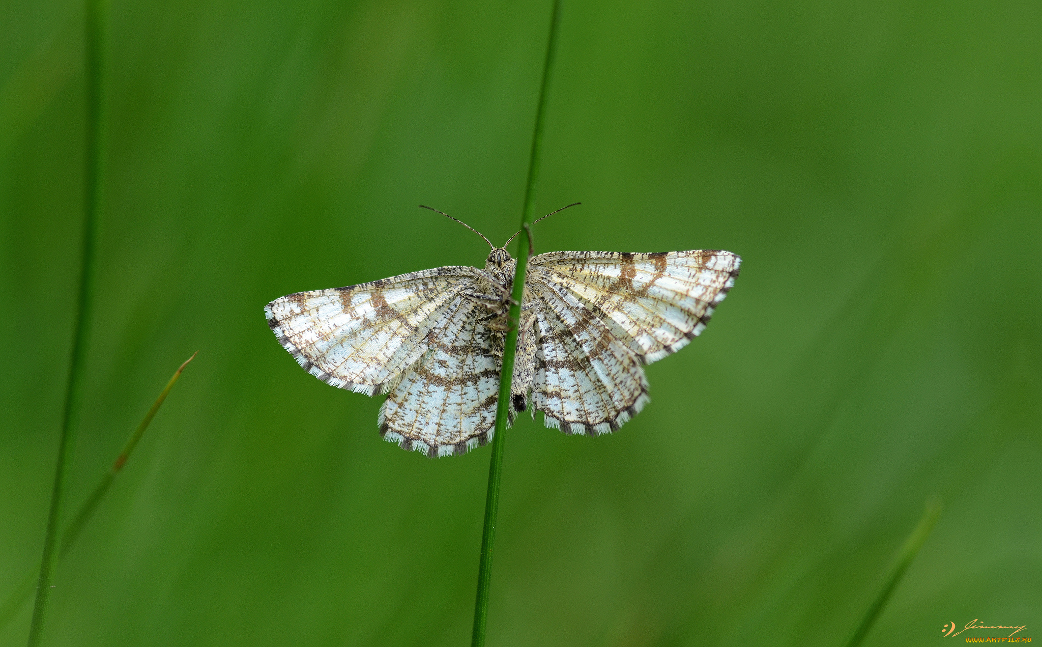 животные, бабочки, , мотыльки, , моли, травинка, усики, крылья, моль, макро