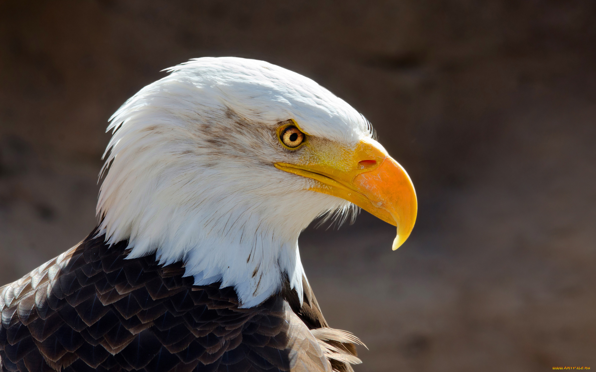 животные, птицы, -, хищники, клюв, взгляд, портрет, птица, орёл