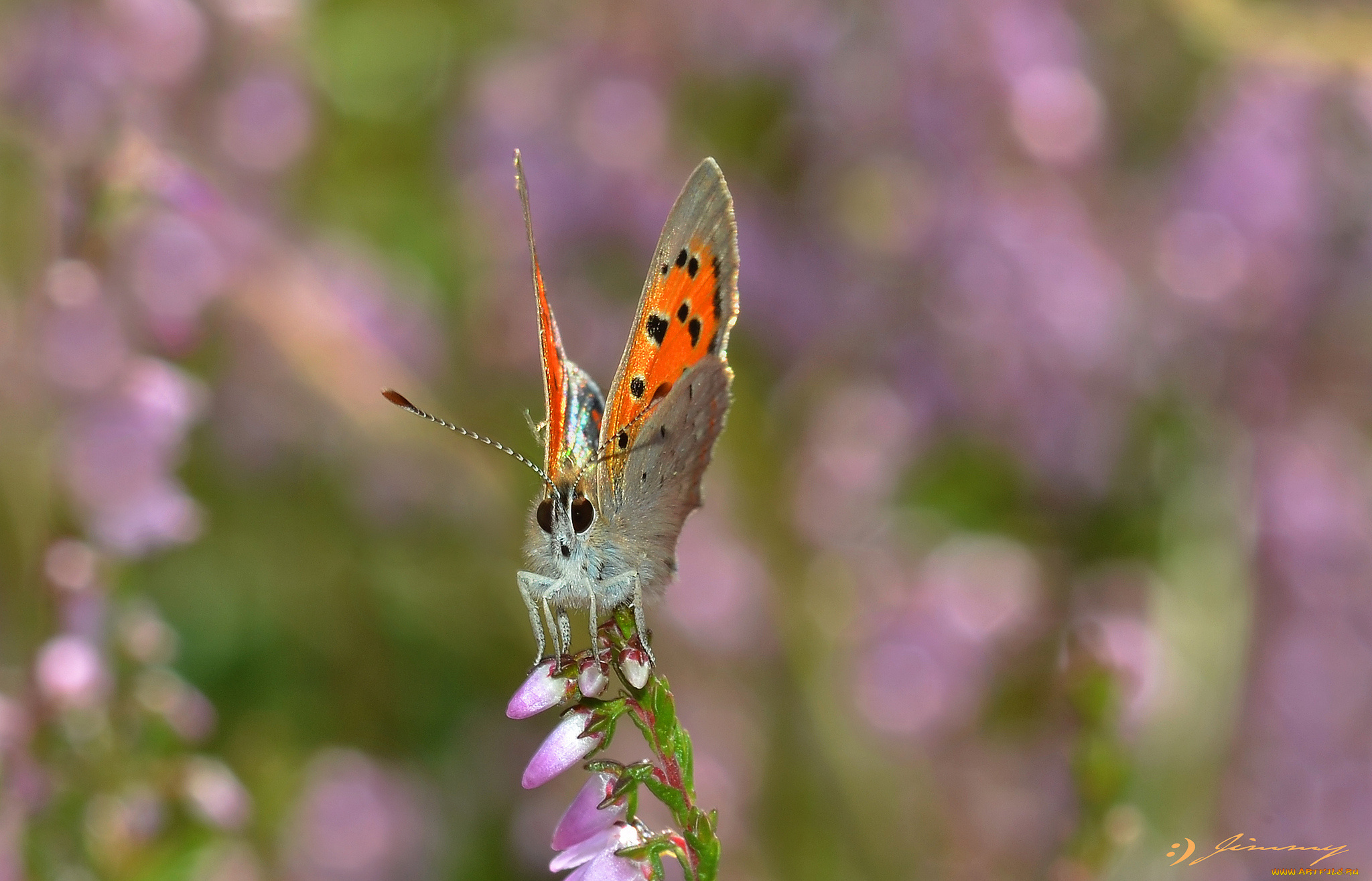 животные, бабочки, , мотыльки, , моли, усики, крылья, бабочка, макро